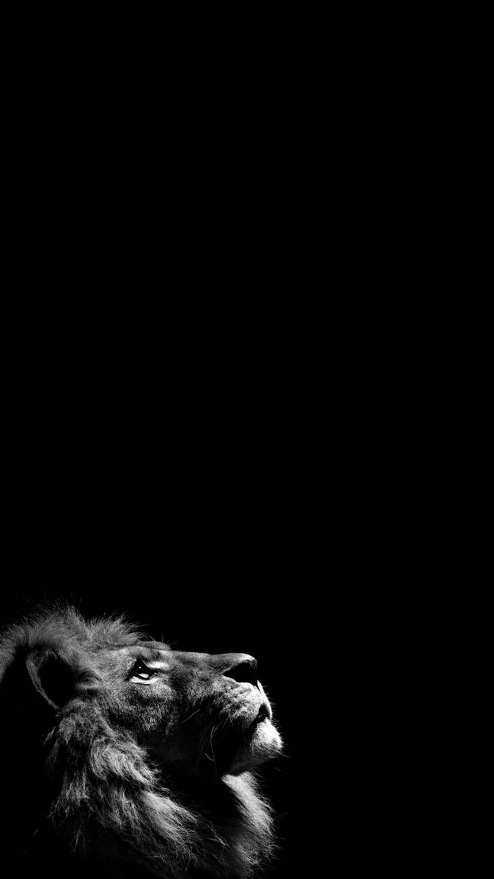 Lion iPhone Wallpapers - 4k, HD Lion iPhone Backgrounds on WallpaperBat