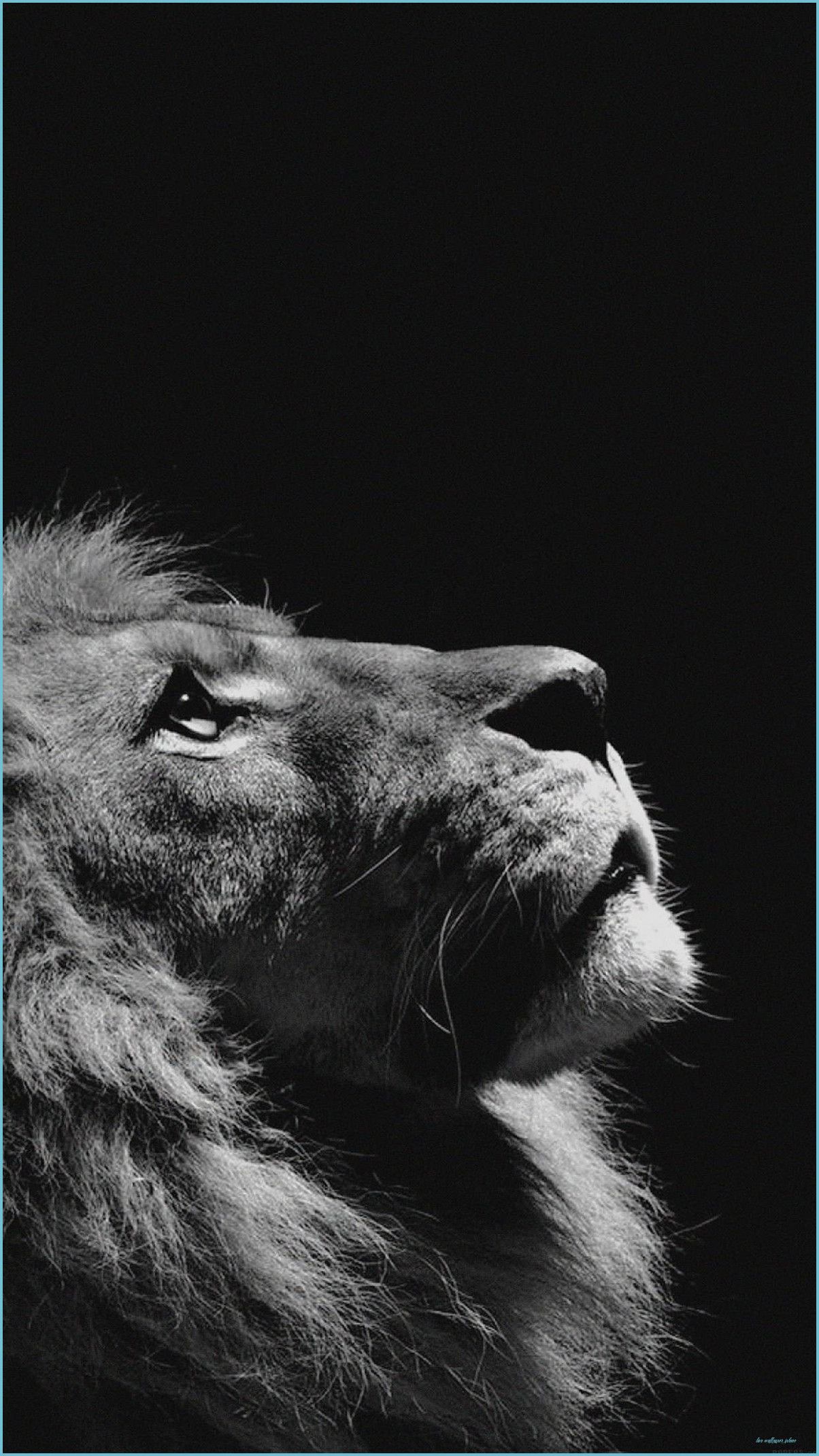 Lion iPhone Wallpapers - 4k, HD Lion iPhone Backgrounds on WallpaperBat