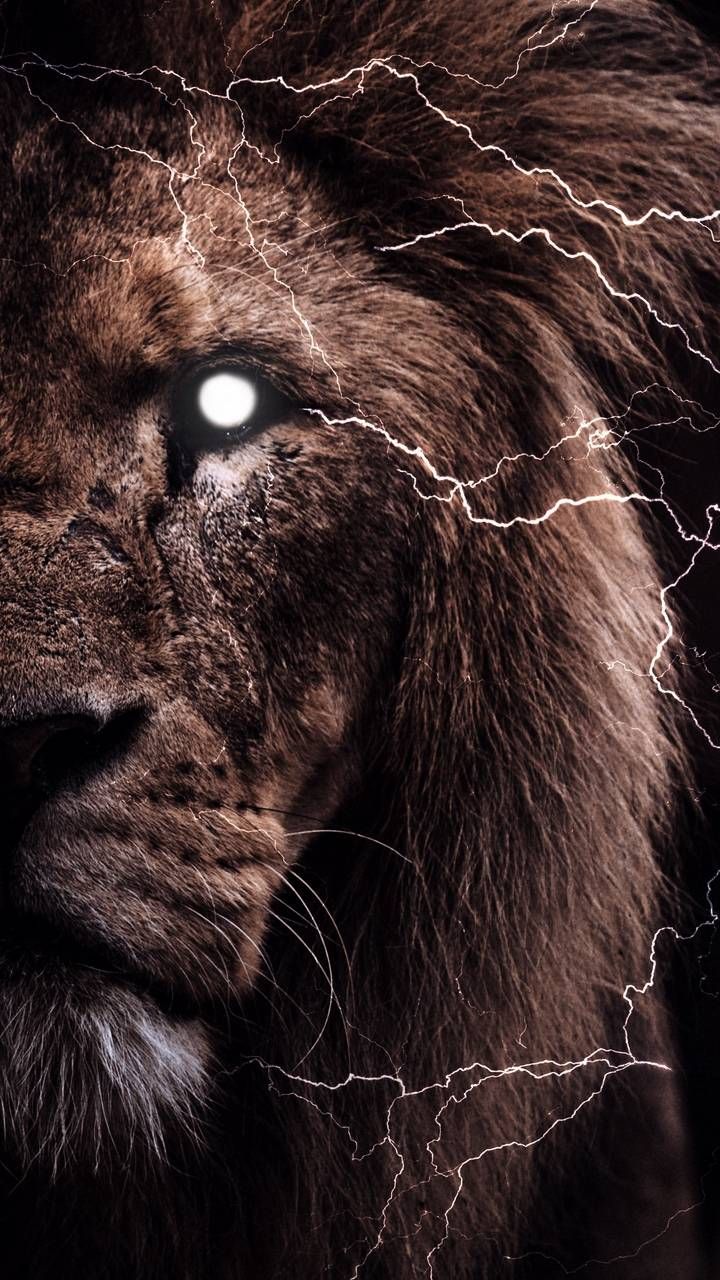 Lion iPhone Wallpapers - 4k, HD Lion iPhone Backgrounds on WallpaperBat