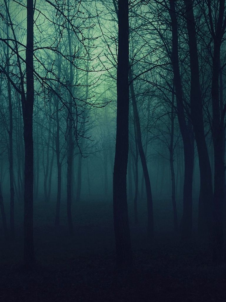 Real Misty Forest Wallpapers - 4k, HD Real Misty Forest Backgrounds on ...