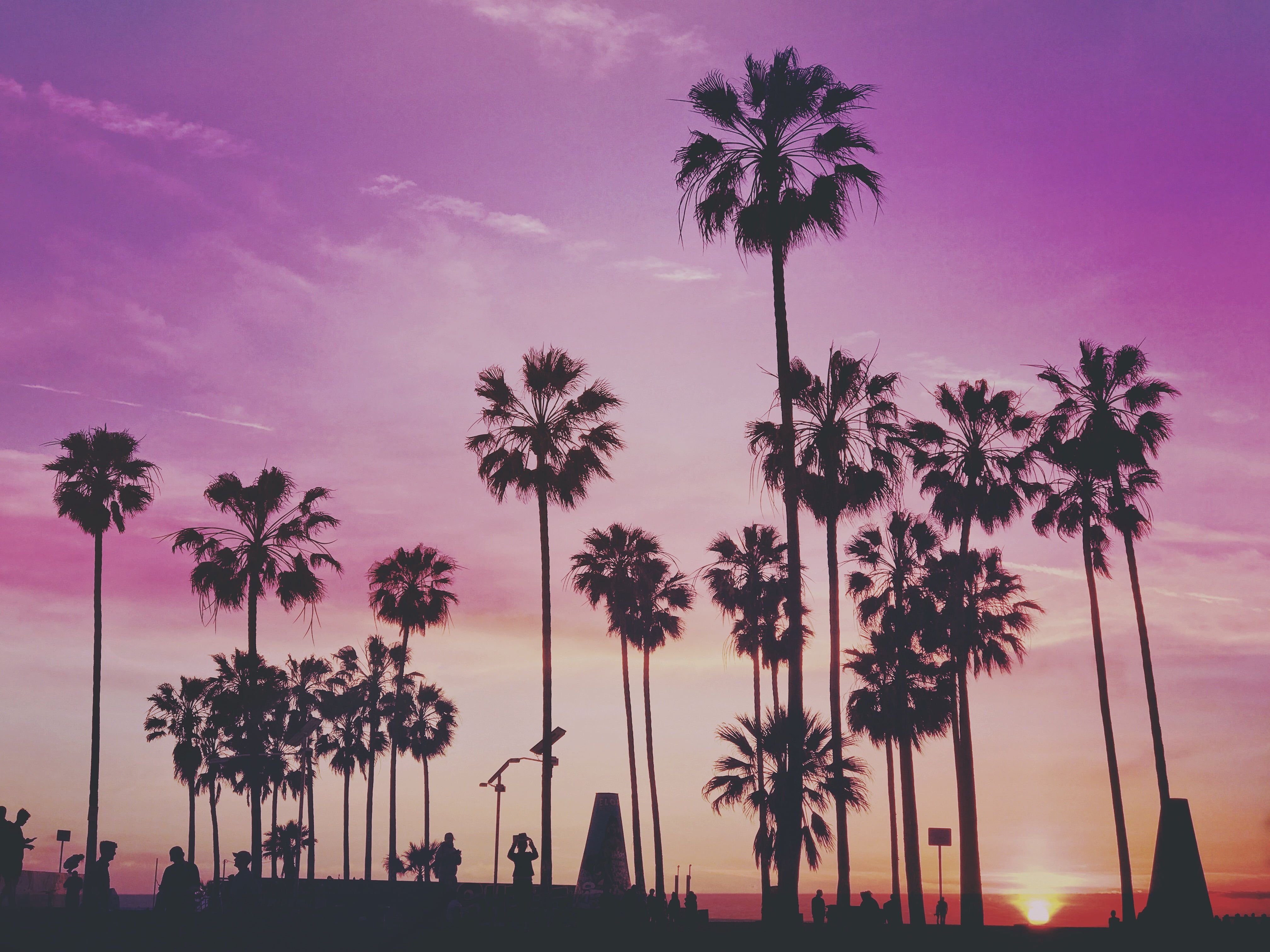 Vaporwave Palm Tree Wallpapers - 4k, HD Vaporwave Palm Tree Backgrounds