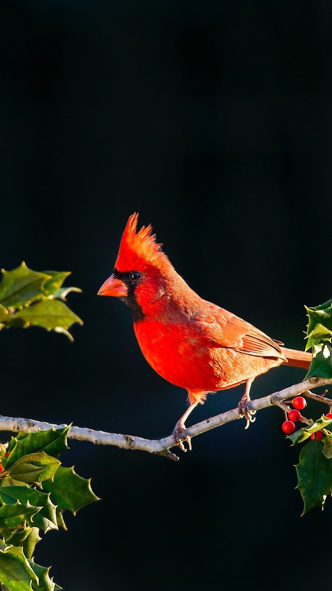 Cardinal Bird Wallpapers - 4k, HD Cardinal Bird Backgrounds on WallpaperBat