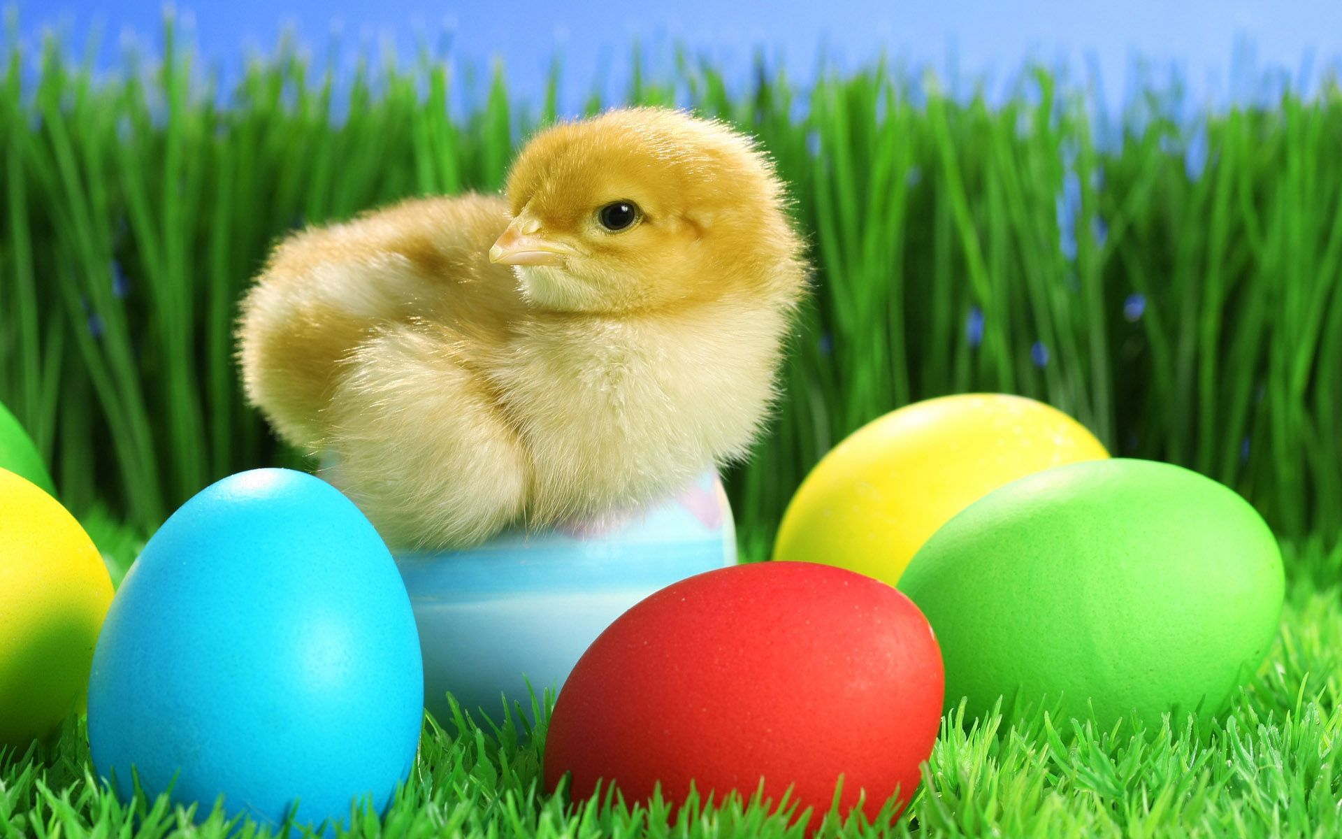 Easter Ducks Wallpapers - 4k, HD Easter Ducks Backgrounds on WallpaperBat