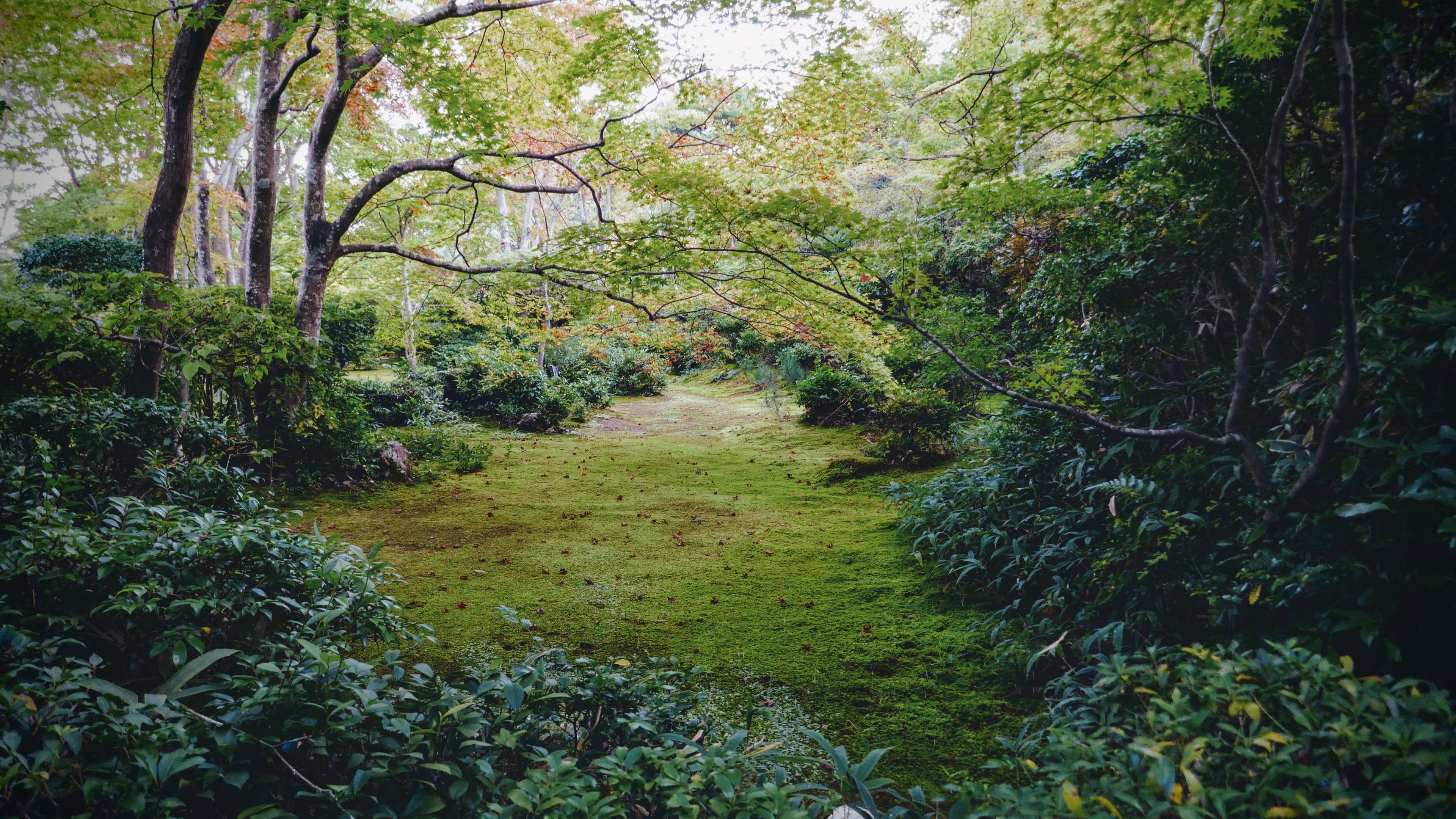 Неорганическая природа. Сад 4к. Garden aesthetic. Японский сад обои на рабочий стол 1920х1080. Дикий сад небо HD.