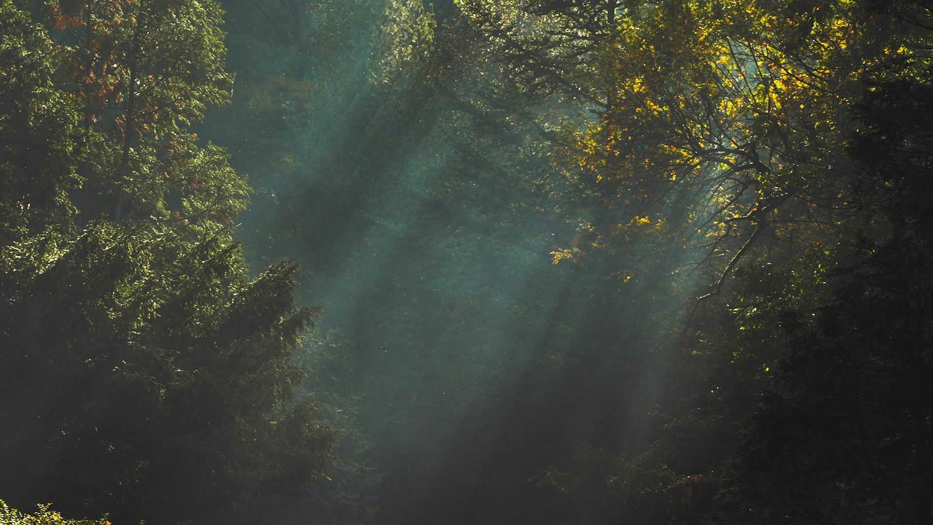 Dark Forest Royalty-Free Images, Stock Photos & Pictures