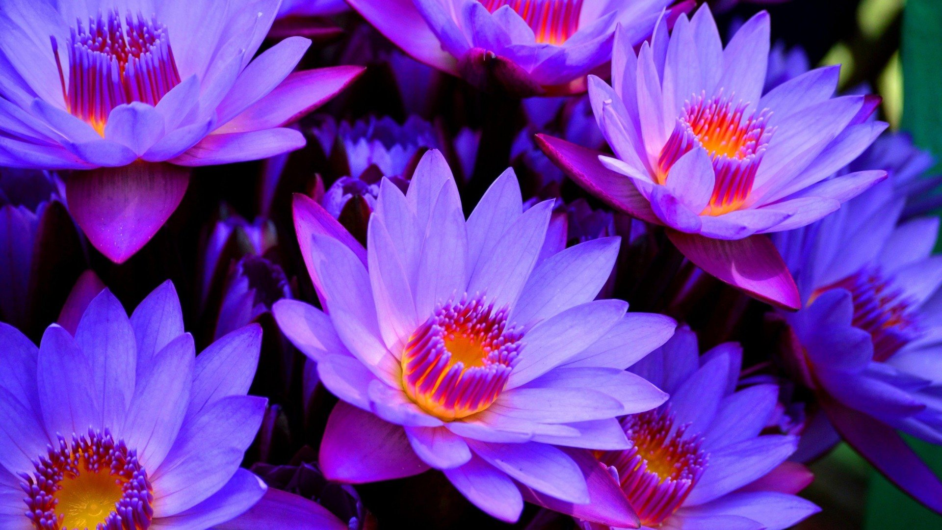 Lotus Flowers Wallpapers - 4k, HD Lotus Flowers Backgrounds on WallpaperBat