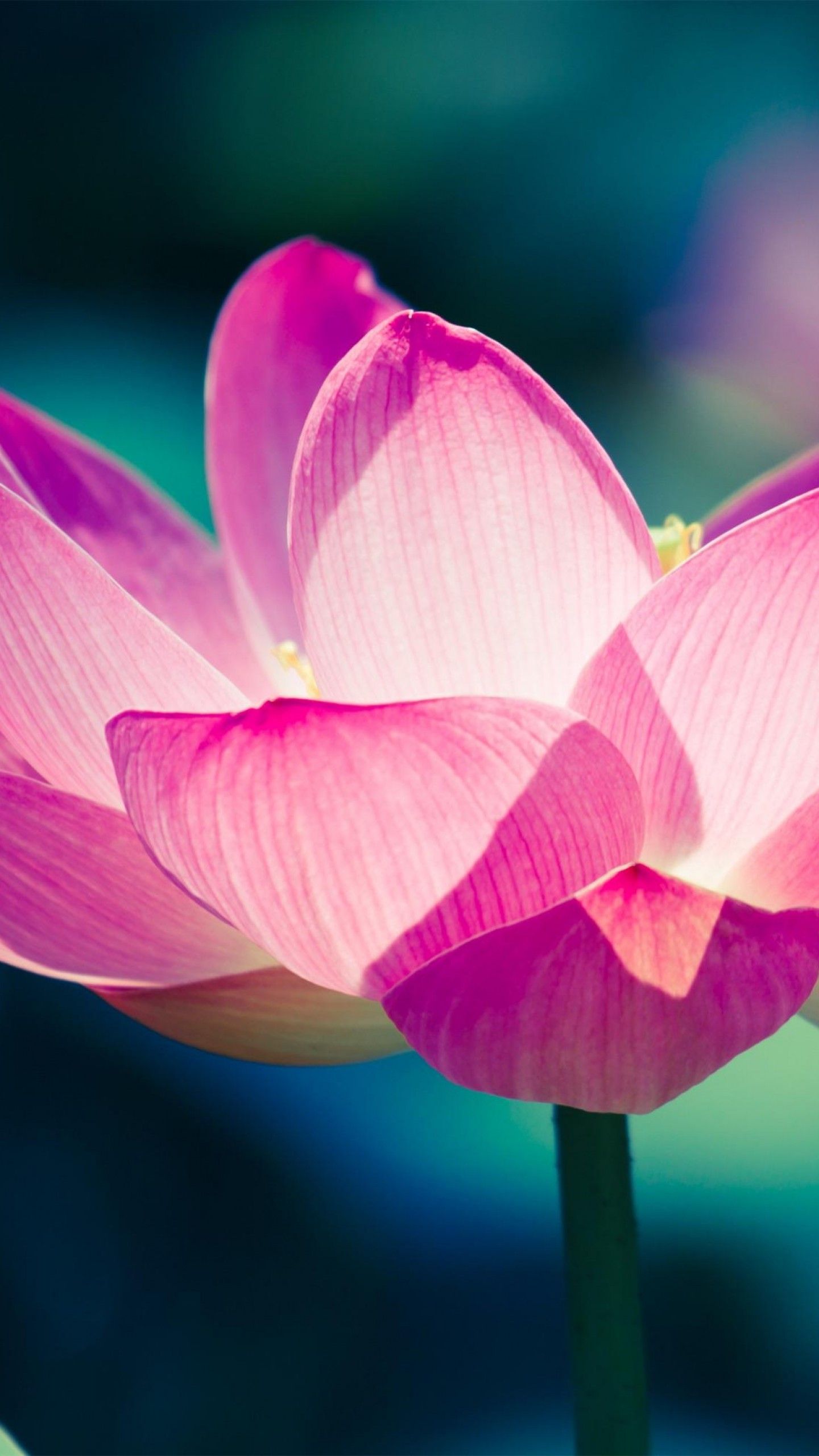 Lotus Flowers Wallpapers - 4k, HD Lotus Flowers Backgrounds on WallpaperBat