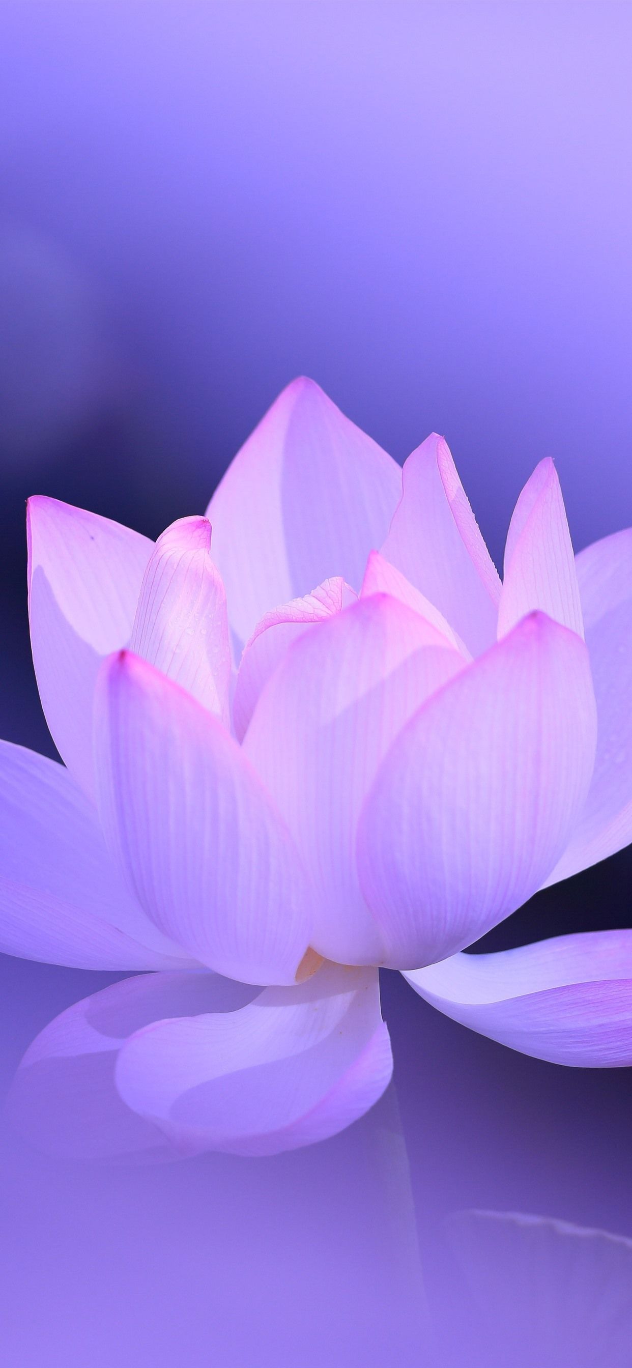 Lotus Flowers Wallpapers - 4k, HD Lotus Flowers Backgrounds on WallpaperBat