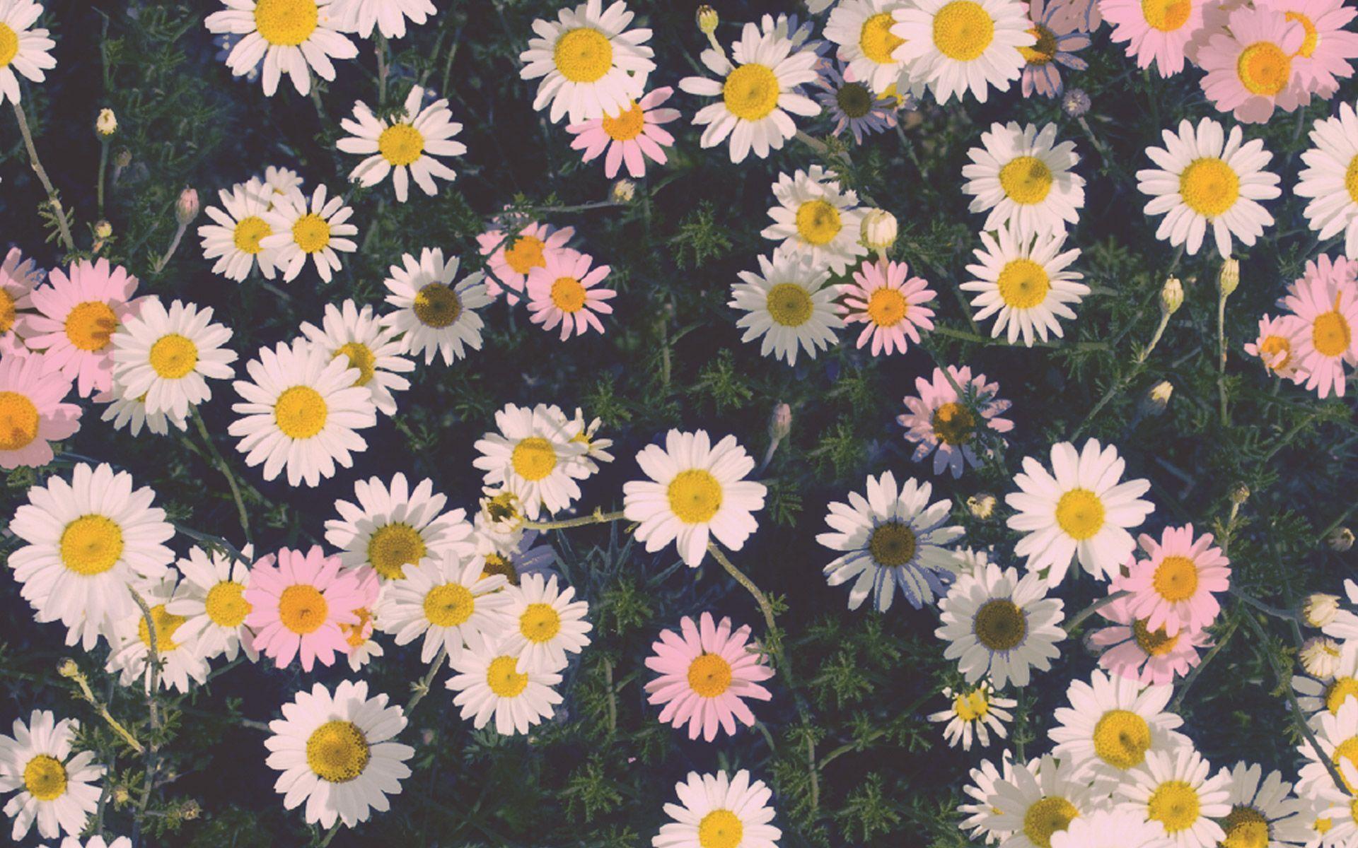 Daisies Wallpaper – The Novogratz