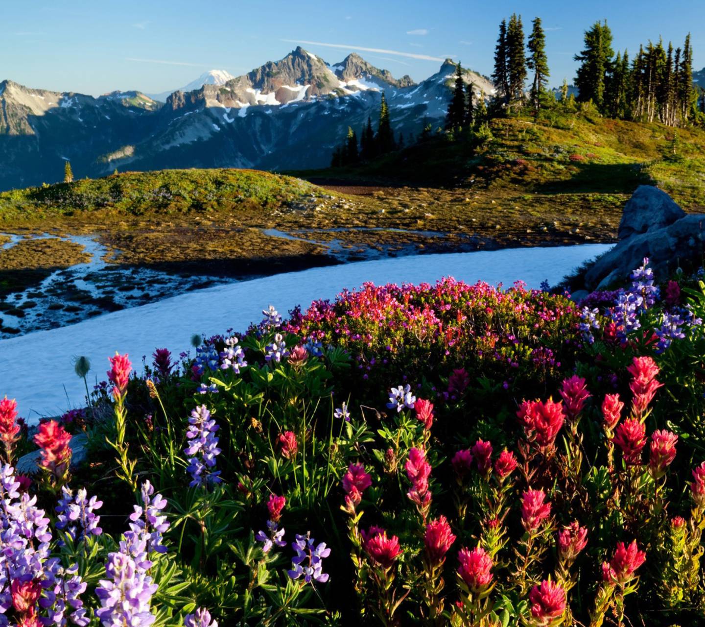 Mountain Flowers Wallpapers 4k Hd Mountain Flowers Backgrounds On