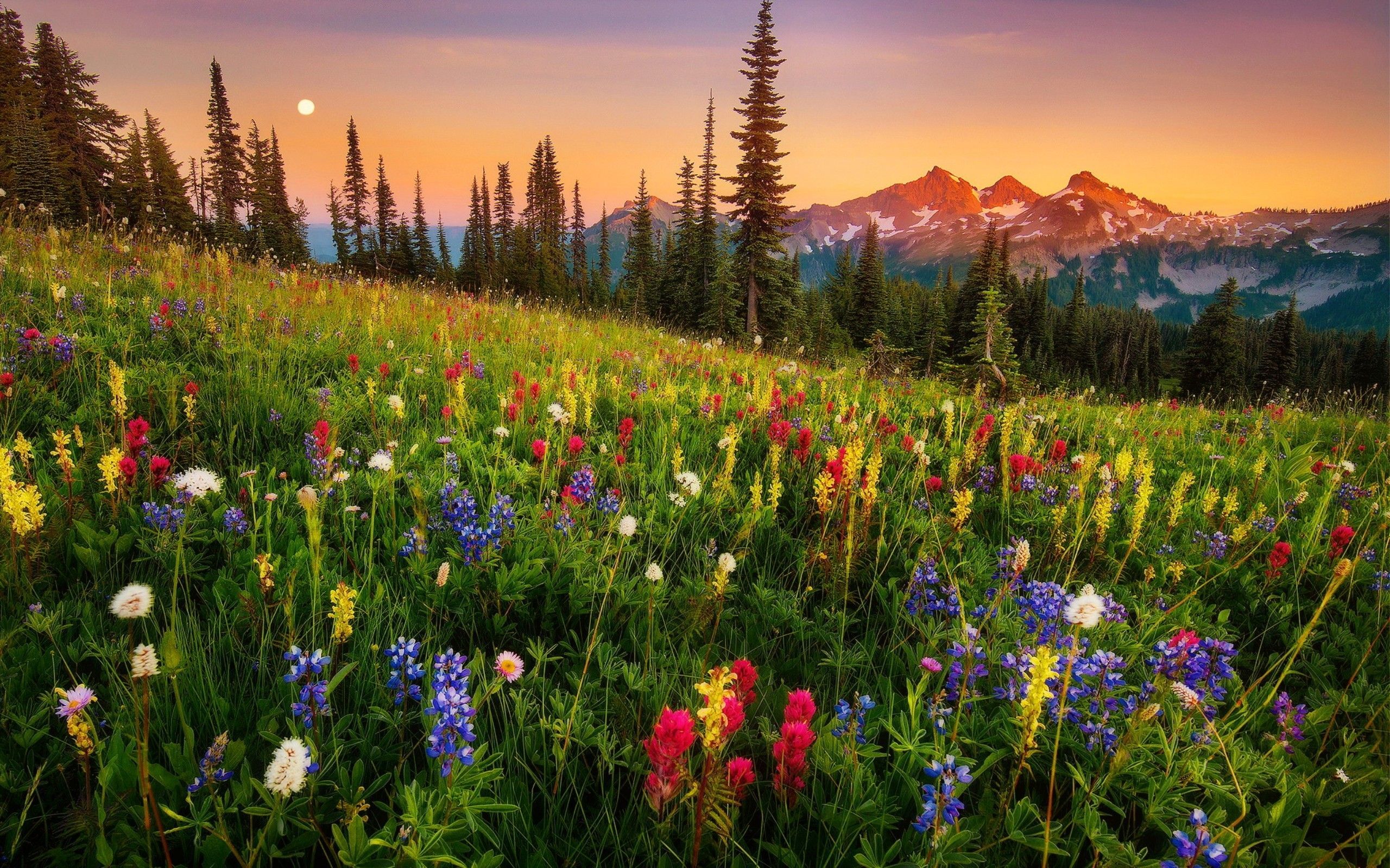 Mountain Flowers Wallpapers 4k Hd Mountain Flowers Backgrounds On