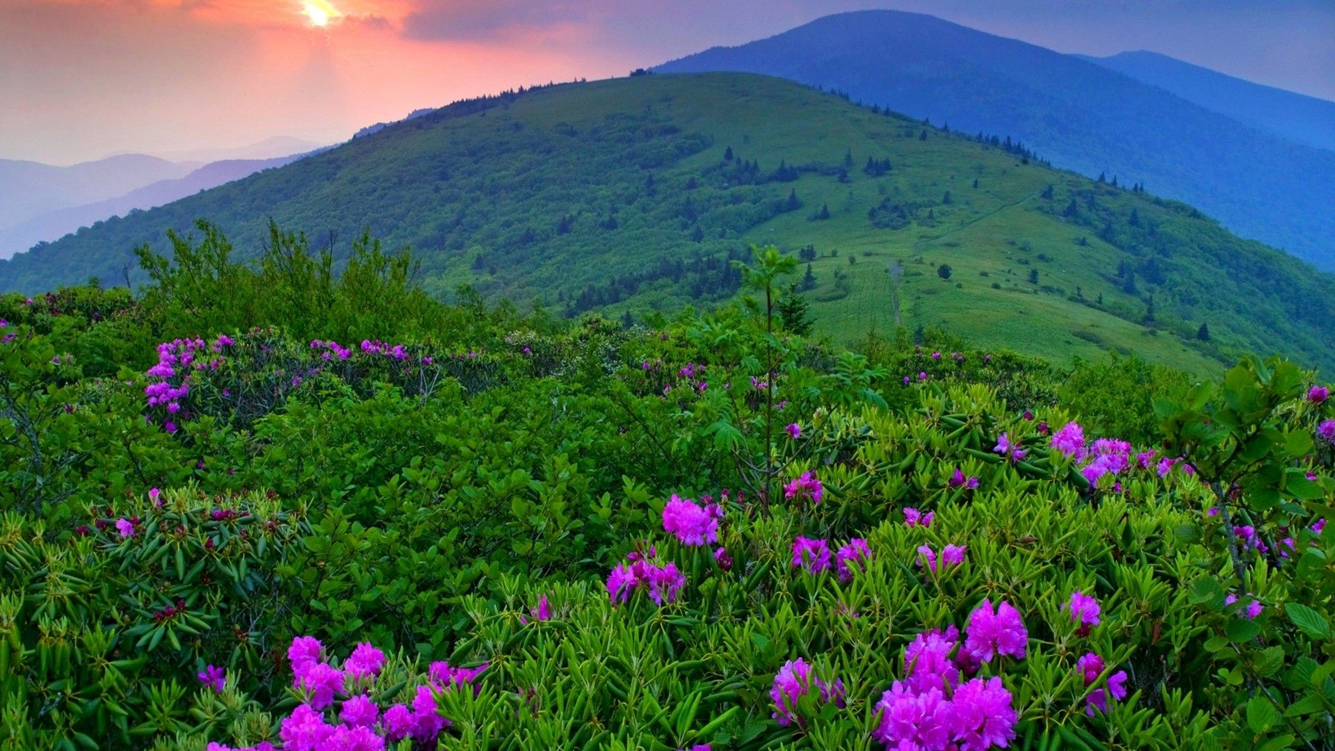 Mountain Flowers Wallpapers - 4k, HD Mountain Flowers Backgrounds on ...