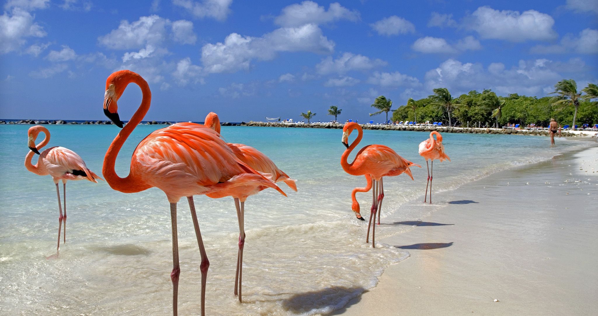 Aruba Wallpapers - 4k, HD Aruba Backgrounds on WallpaperBat