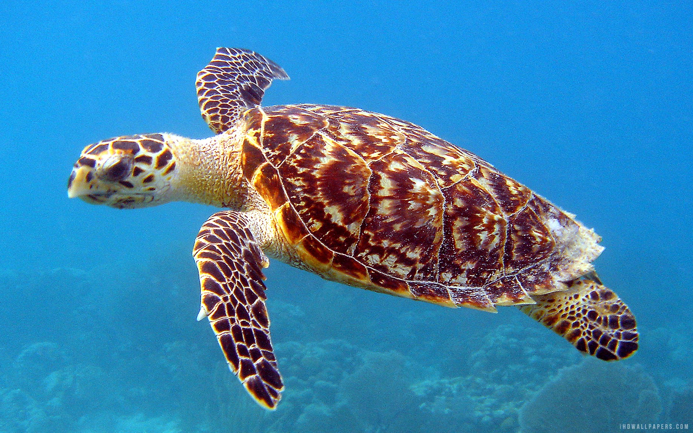 Cute Sea Turtle Wallpapers - 4k, HD Cute Sea Turtle Backgrounds on ...