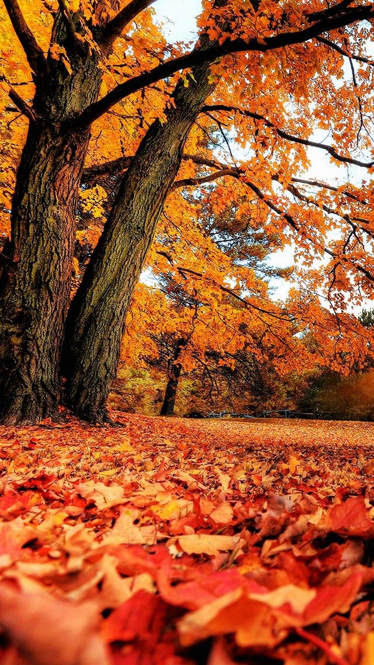 Fall Scenes Wallpapers - 4k, HD Fall Scenes Backgrounds on WallpaperBat