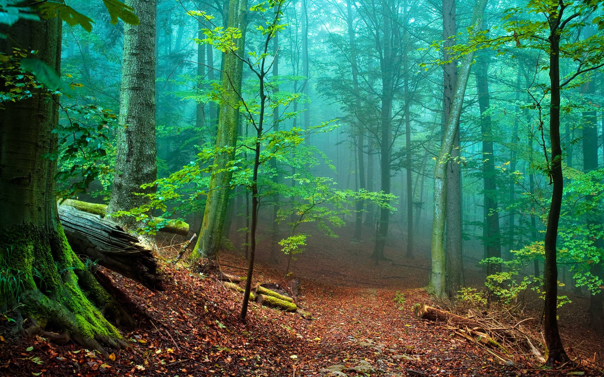 Most Beautiful Forest Wallpapers 4k Hd Most Beautiful Forest Backgrounds On Wallpaperbat