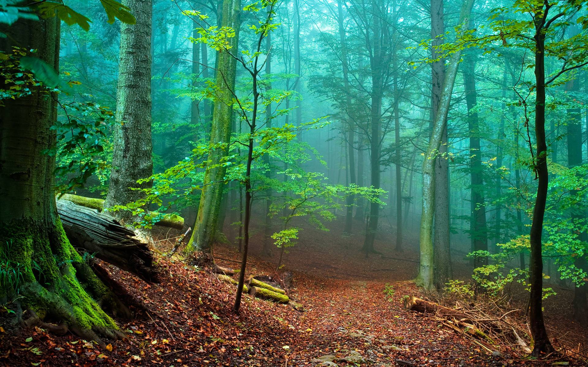 Most Beautiful Forest Wallpapers 4k Hd Most Beautiful Forest Backgrounds On Wallpaperbat 4677