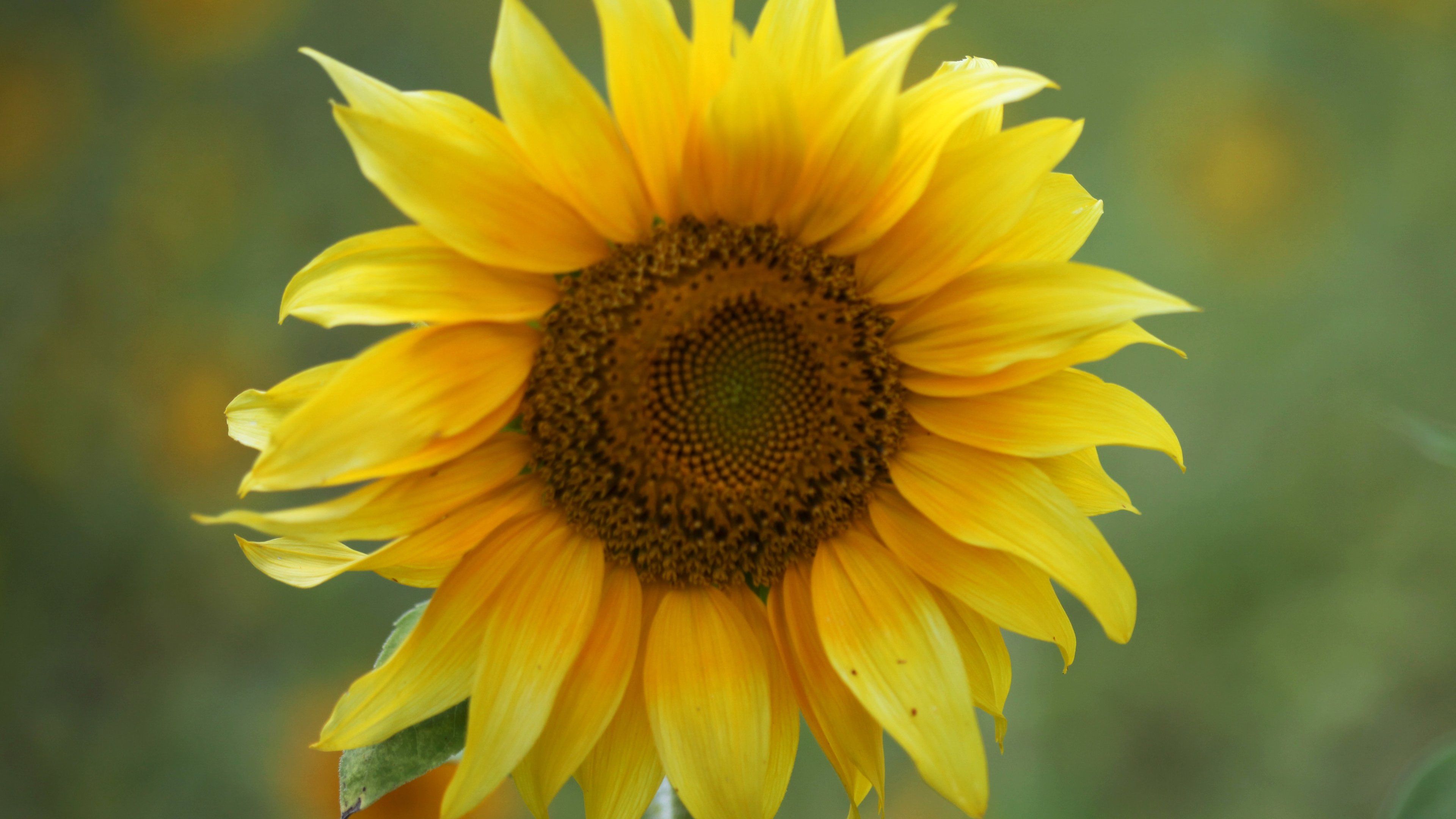 Fall Sunflower Wallpapers - 4k, HD Fall Sunflower Backgrounds on ...