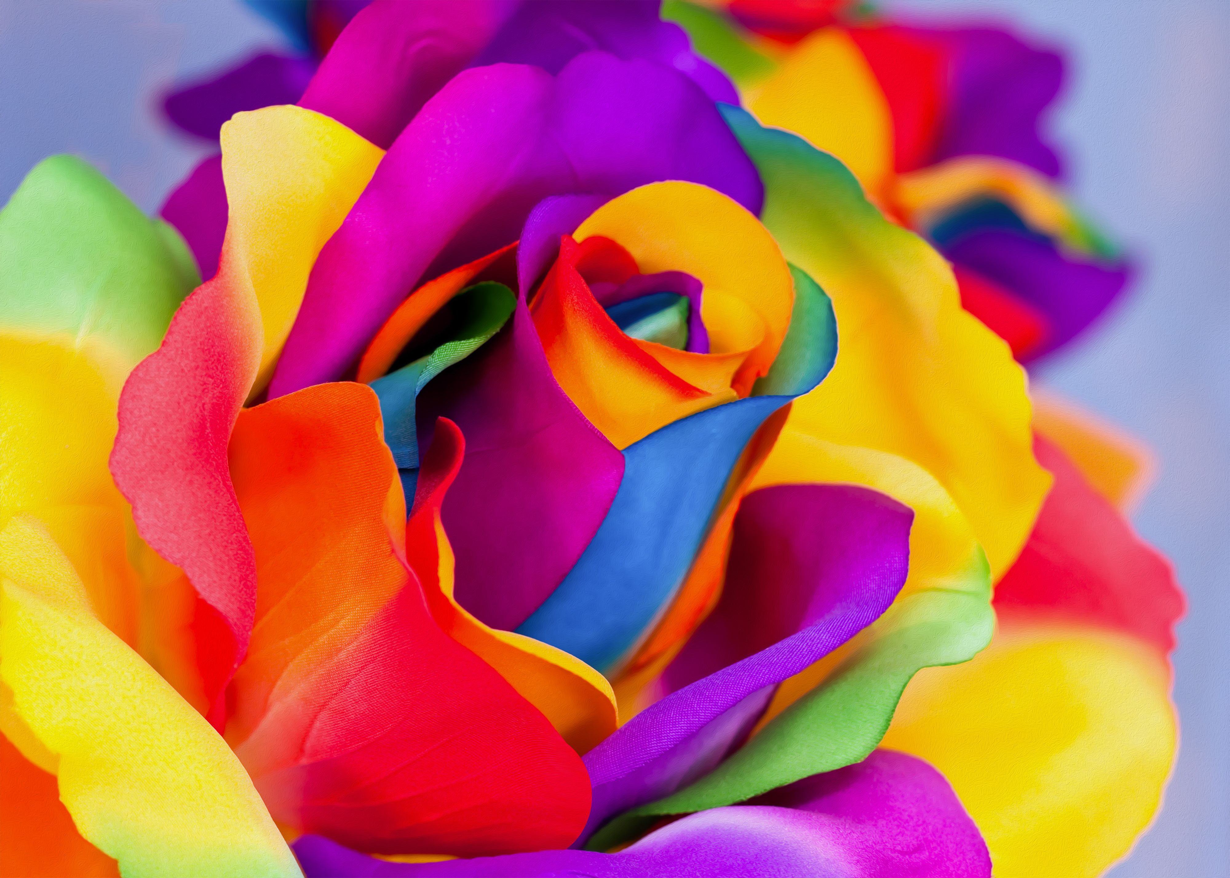 Rainbow Rose Wallpapers - 4k, HD Rainbow Rose Backgrounds on WallpaperBat