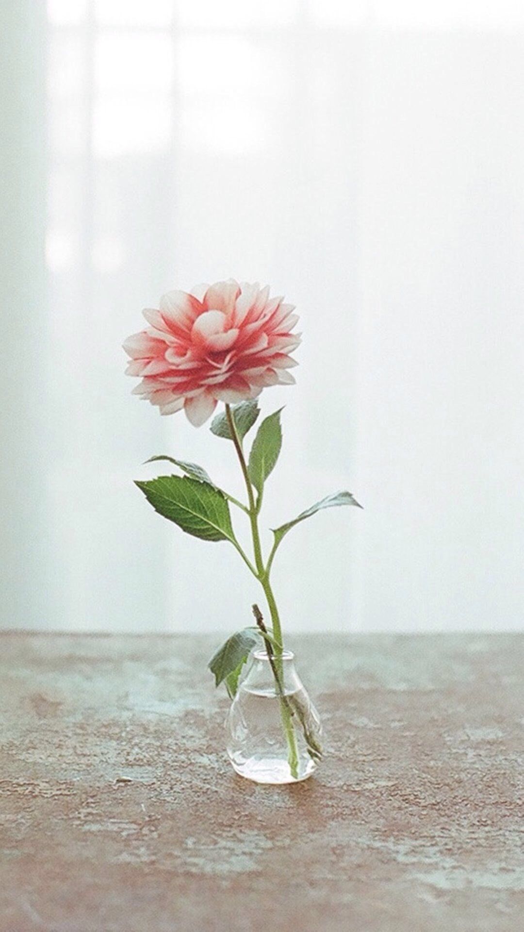 Cute Flower iPhone Wallpapers - 4k, HD Cute Flower iPhone Backgrounds
