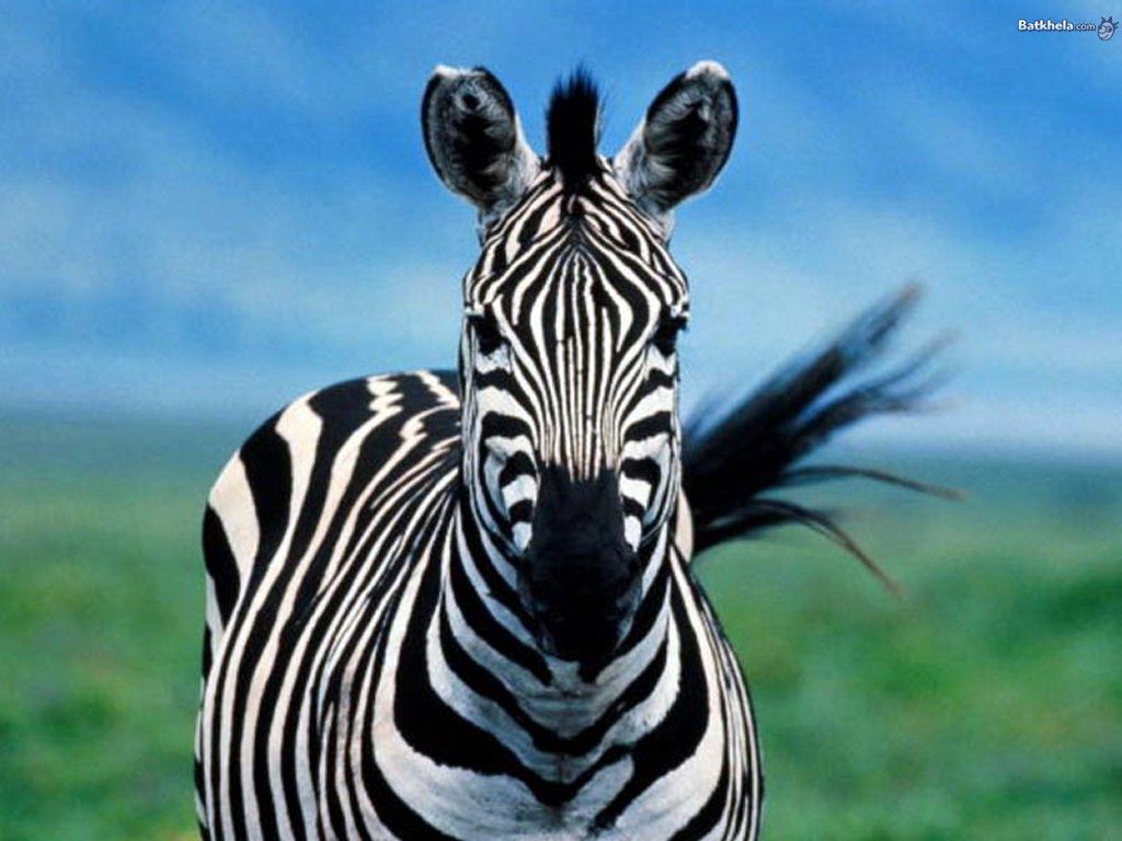 1024x768 The Animal Kingdom Wallpaper: zebra | Zebra pictures, Zebras, Zebra Wallpaper