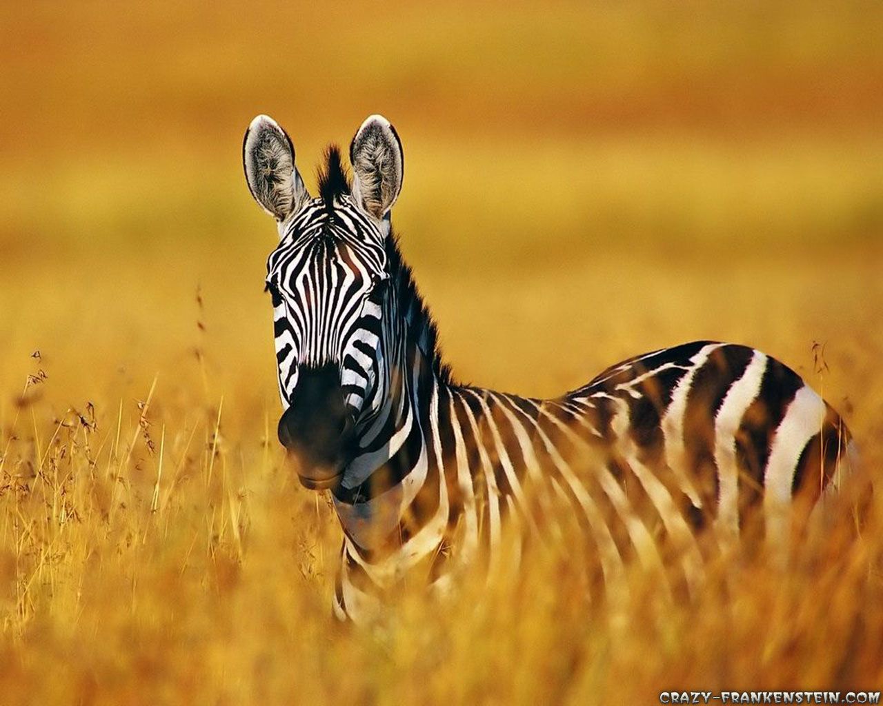 1280x1024 Free download Zebra Animal Wallpapers 1280x1024 pixel Popular HD Wallpaper  38094 [1280x1024] for your Desktop, Mobile & Tablet | Explore 49+ Animal  Wallpaper for Walls | Cheap Wallpaper, Wallpaper for Walls Kitchen, Wallpaper