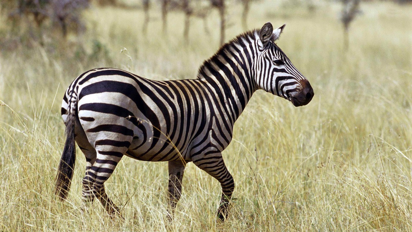 1366x768 zebra-Cute animals wallpaper Preview | 10wallpaper.com Wallpaper