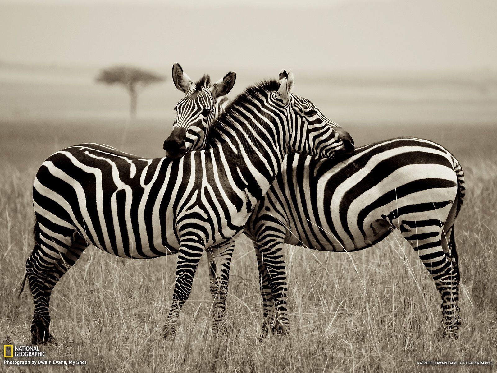 1600x1200 Zebra Picture -- Animal Wallpaper -- National Geographic Photo of the Day |  Zebra pictures, Zebras, Animal wallpaper Wallpaper