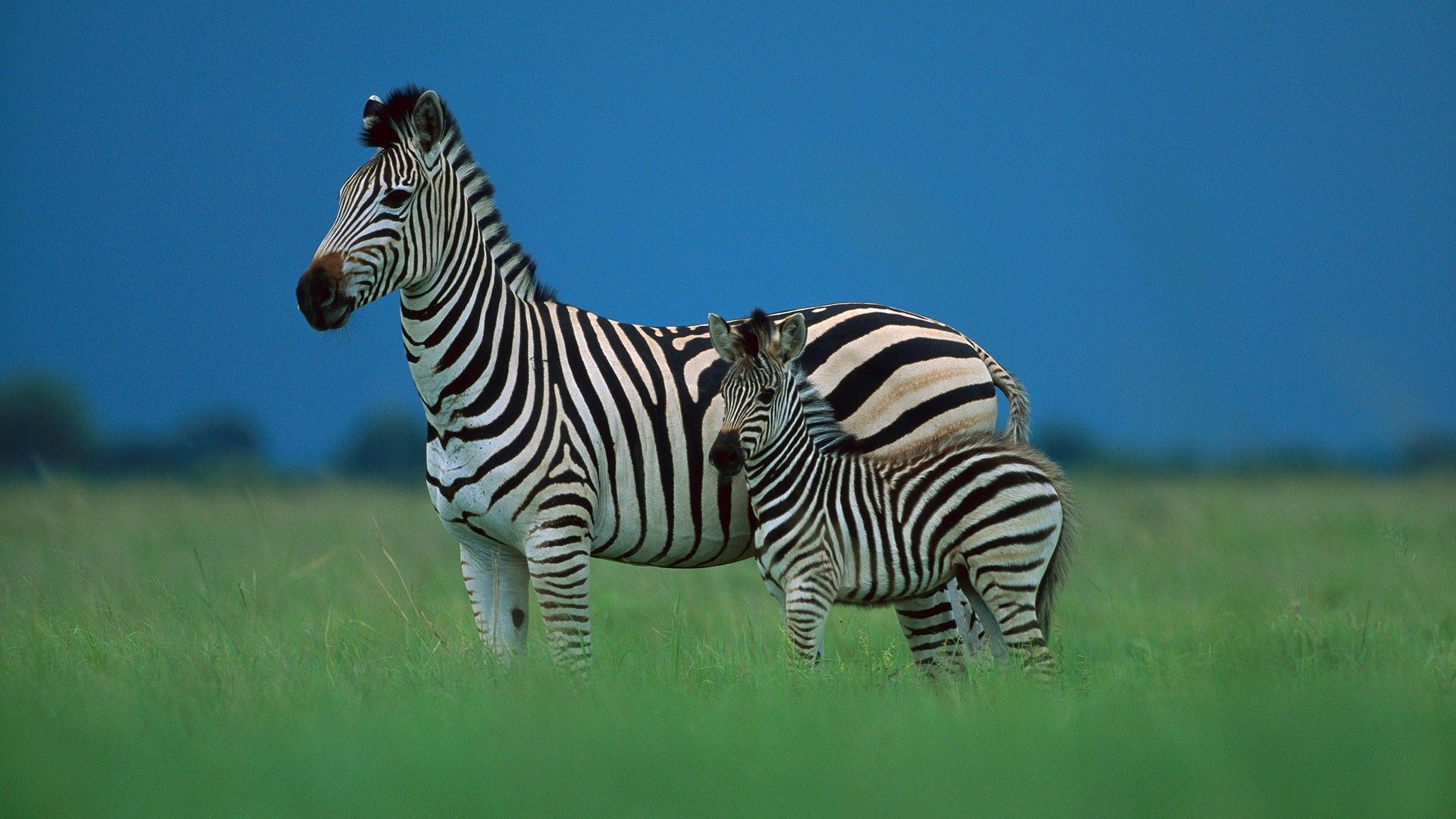 1920x1080 Zebra Animal HD Wallpaper | HD Wallpapers Wallpaper