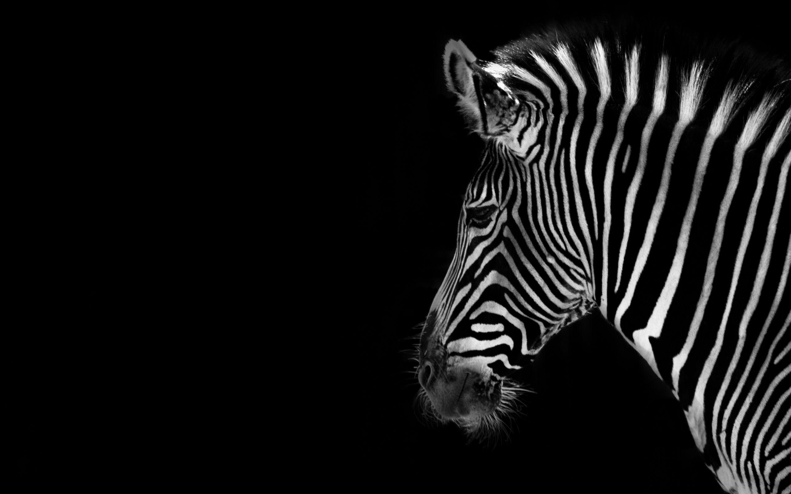 2560x1600 Zebra Wallpapers - Wallpaper Cave Wallpaper