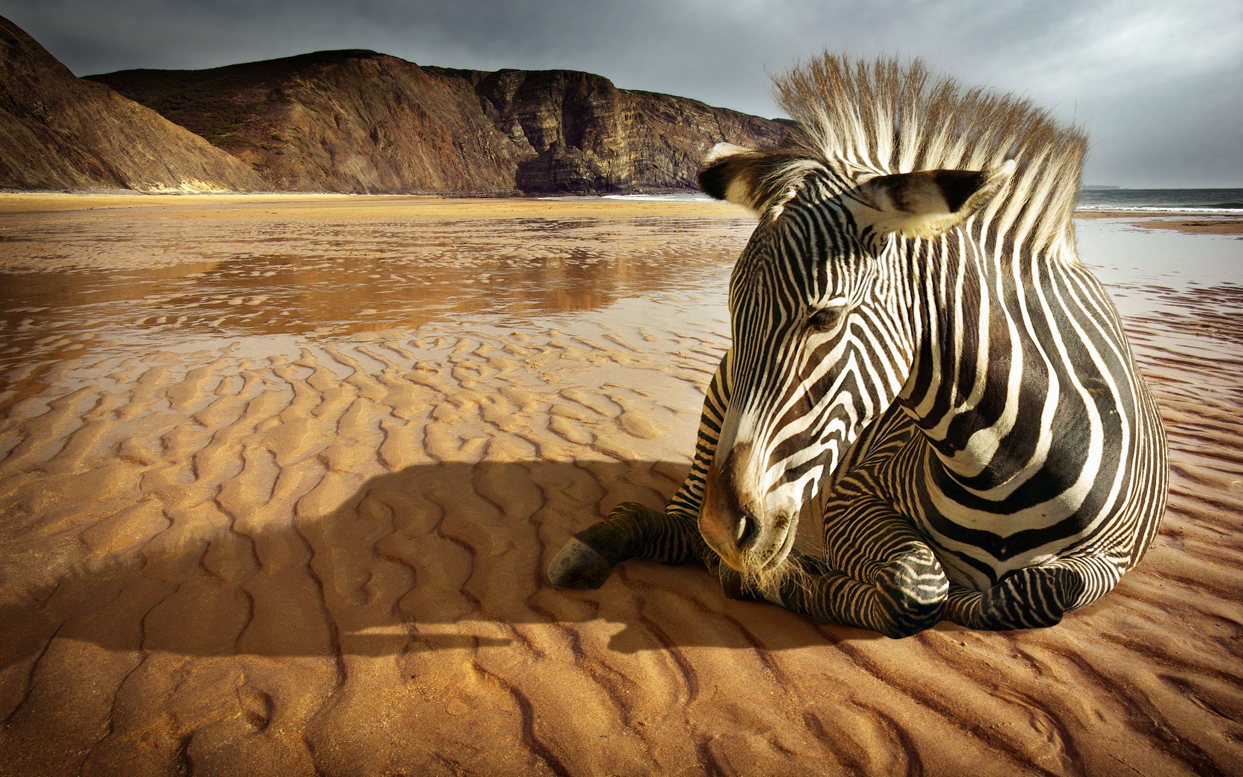 2560x1600 Animal Zebra Background - 2560x1600 Wallpaper - teahub.io Wallpaper