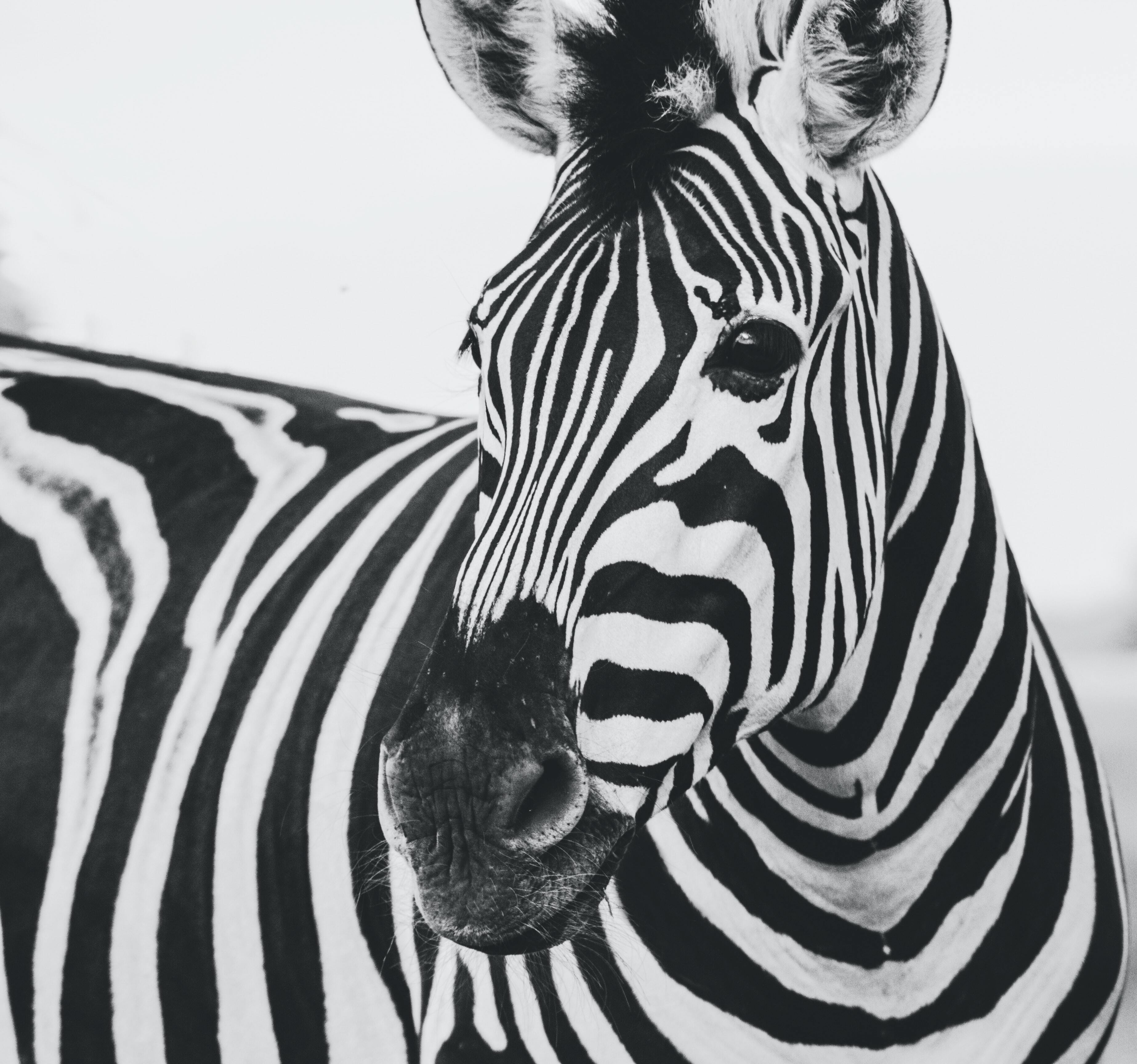 3693x3456 Animal Zebra Wallpaper | Wallpapers Share Wallpaper