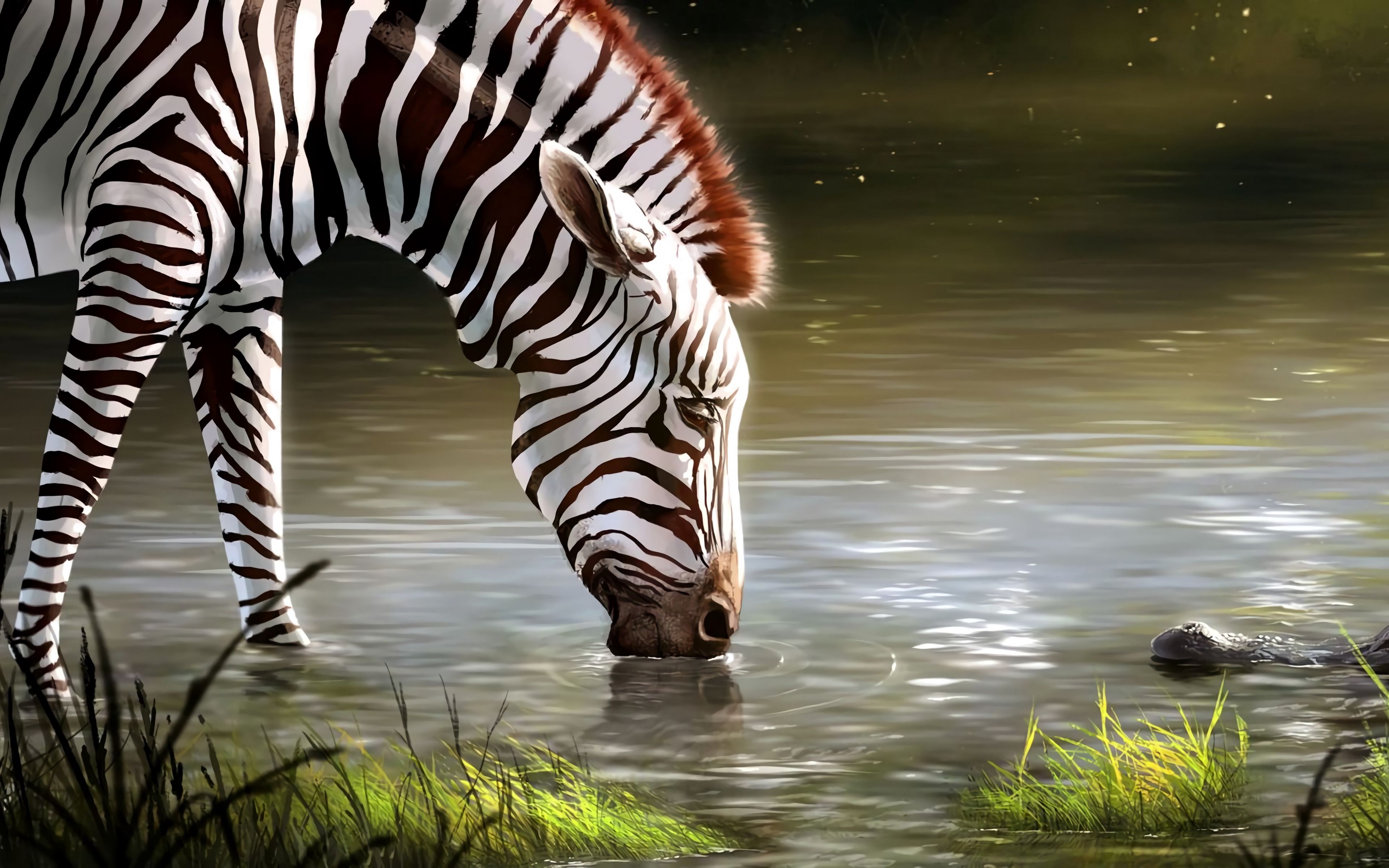 Zebra Animal Wallpapers - 4k, HD Zebra Animal Backgrounds on WallpaperBat