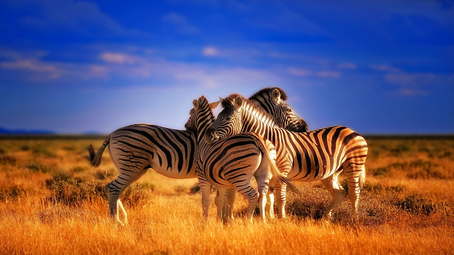 1920x1080 Zebra Wallpapers - Top Free Zebra Backgrounds - WallpaperAccess Wallpaper