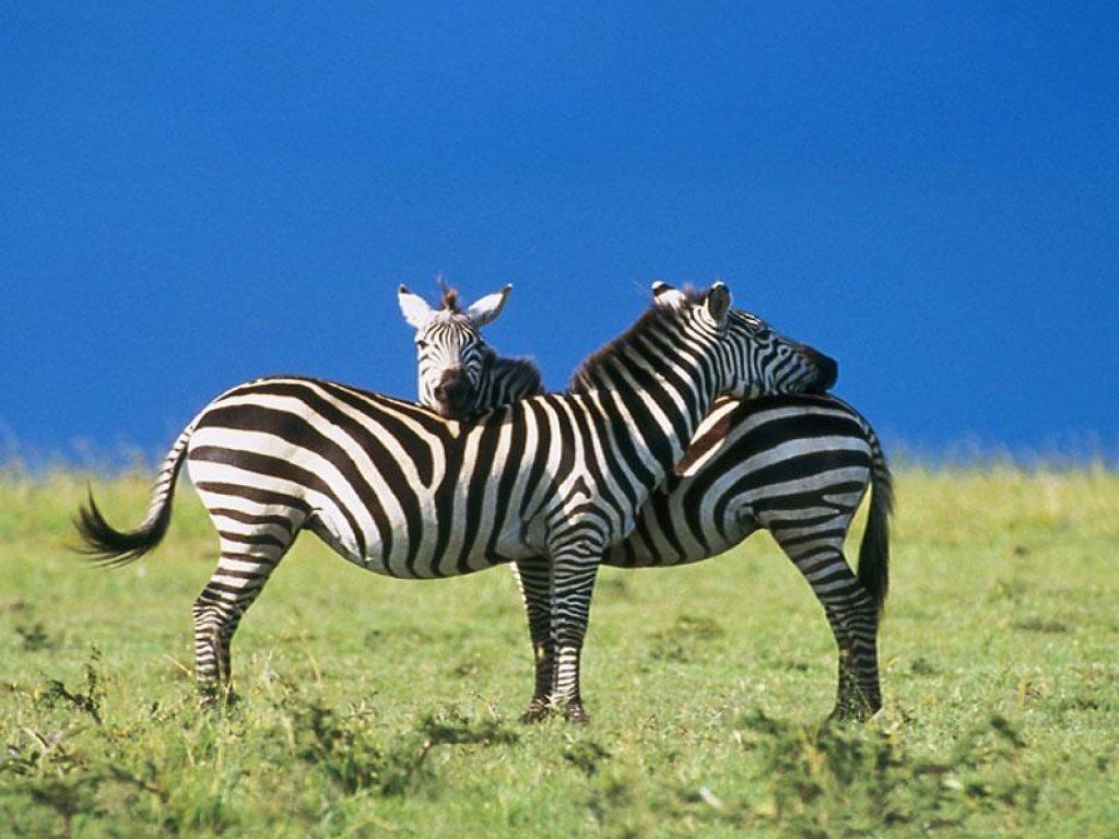 1024x768 Zebra Wallpapers. Images and animals Zebra pictures (740) Wallpaper