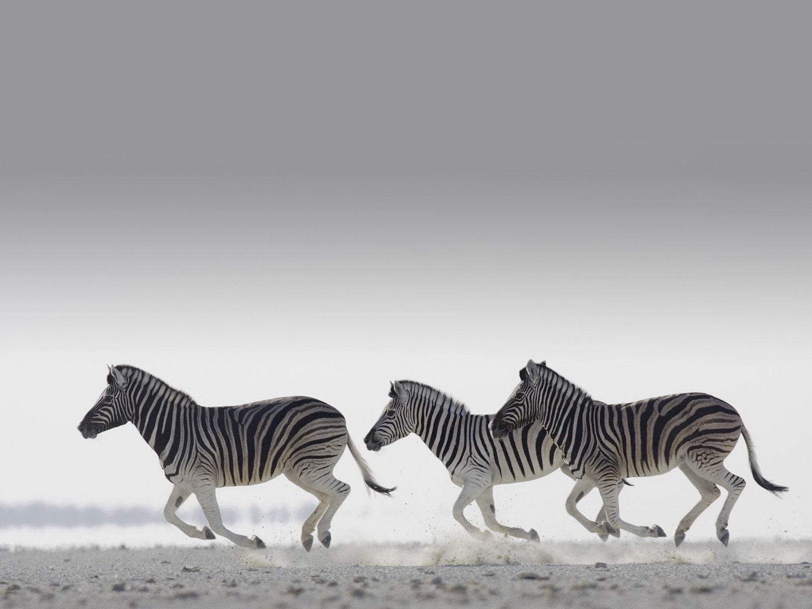 1600x1200 Wallpaper Zebras Animals Wallpaper