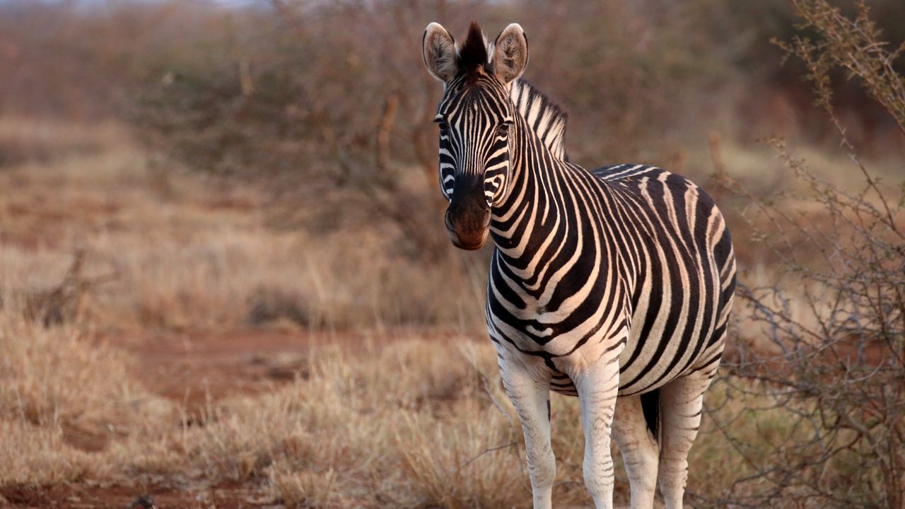 1280x720 Wallpaper zebra, animal, wildlife, safari hd, picture, image Wallpaper