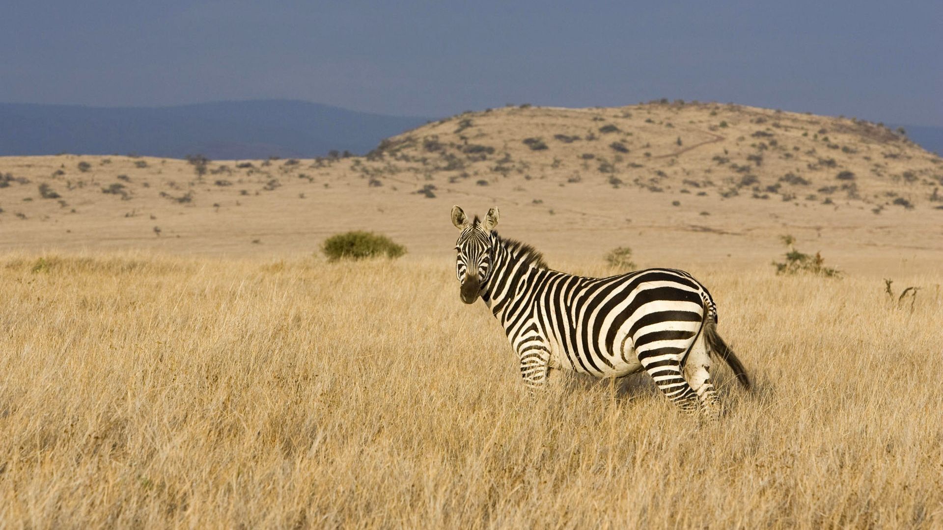 1920x1080 Free Download Zebra Wallpaper Hd - Grassland Wallpaper With Animals -  1920x1080 Wallpaper - teahub.io Wallpaper