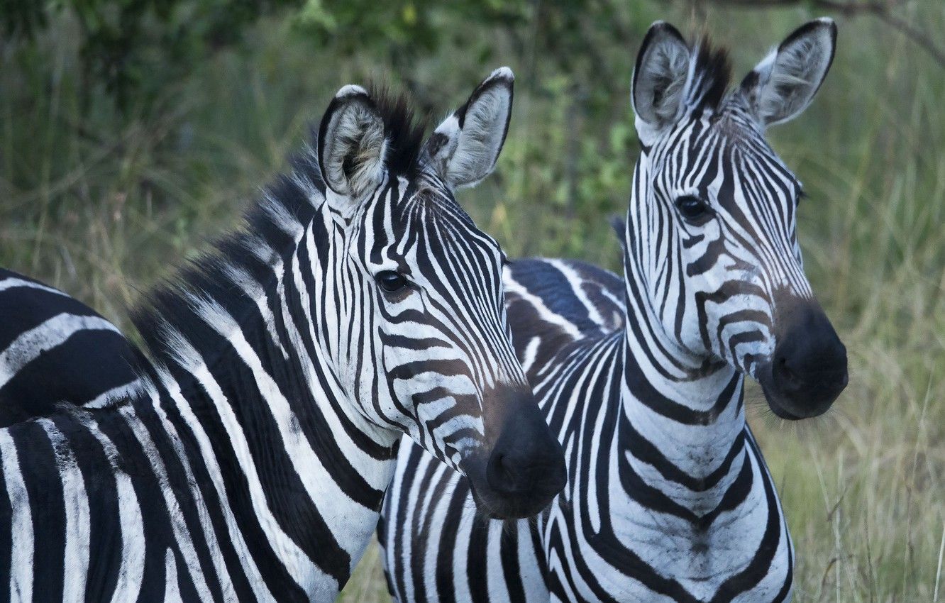 1332x850 Wallpaper Zebra, Pair, Animals images for desktop, section животные -  download Wallpaper