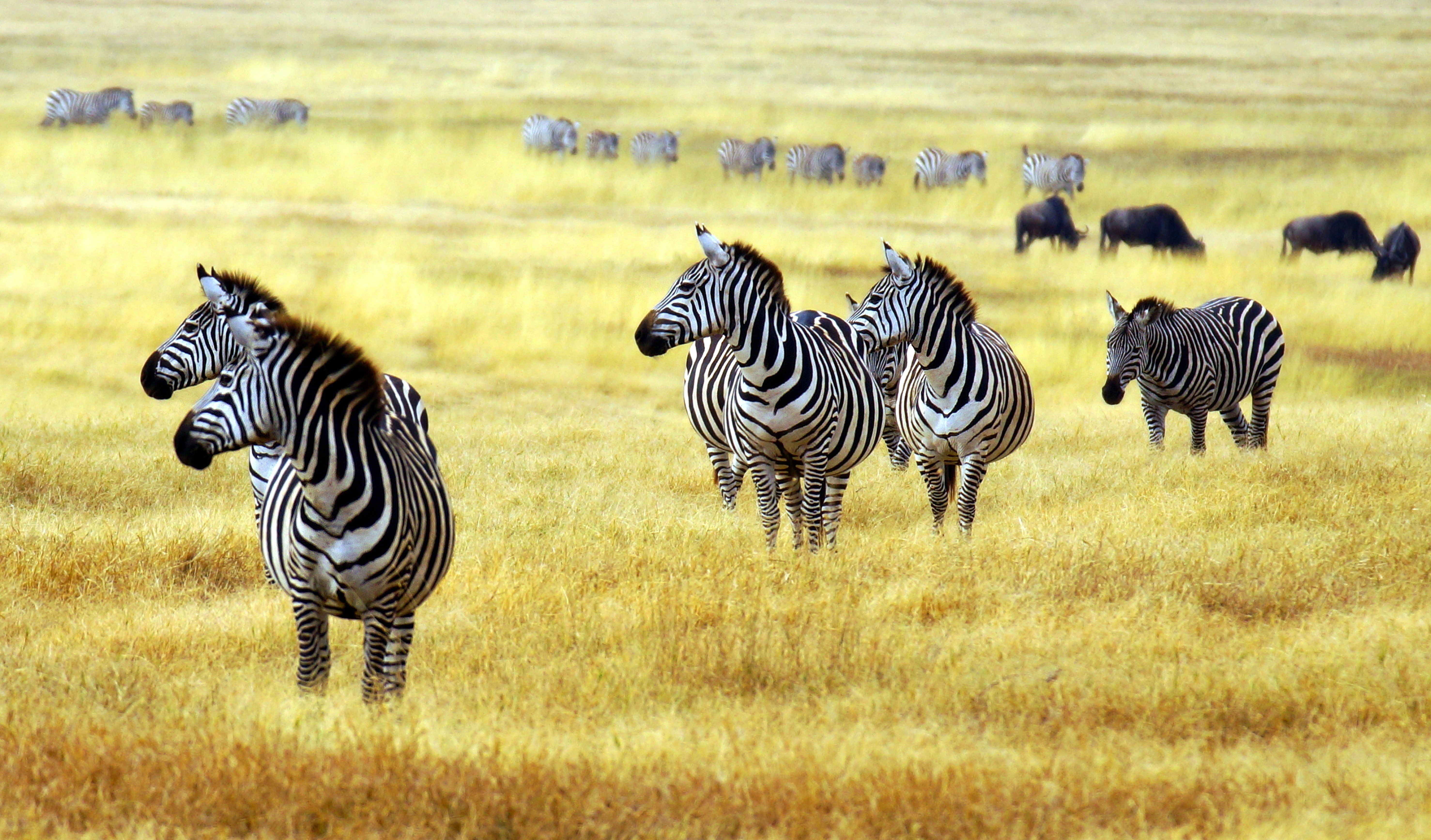 5910x3472 Zebra Artiodactyl Grass Animals wallpaper | 5910x3472 | 599346 | WallpaperUP Wallpaper