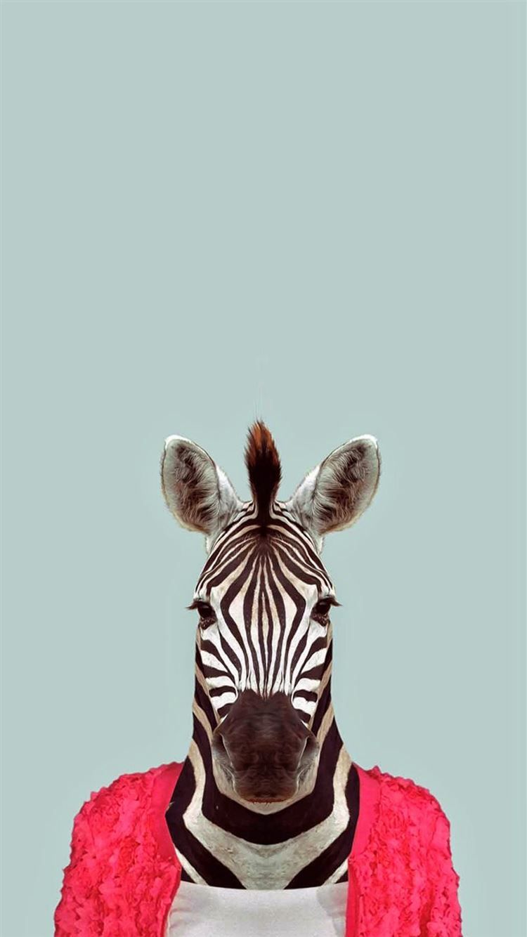 1080x1920 Zebra Funny Animal Portrait iPhone 8 Wallpapers Free Download Wallpaper