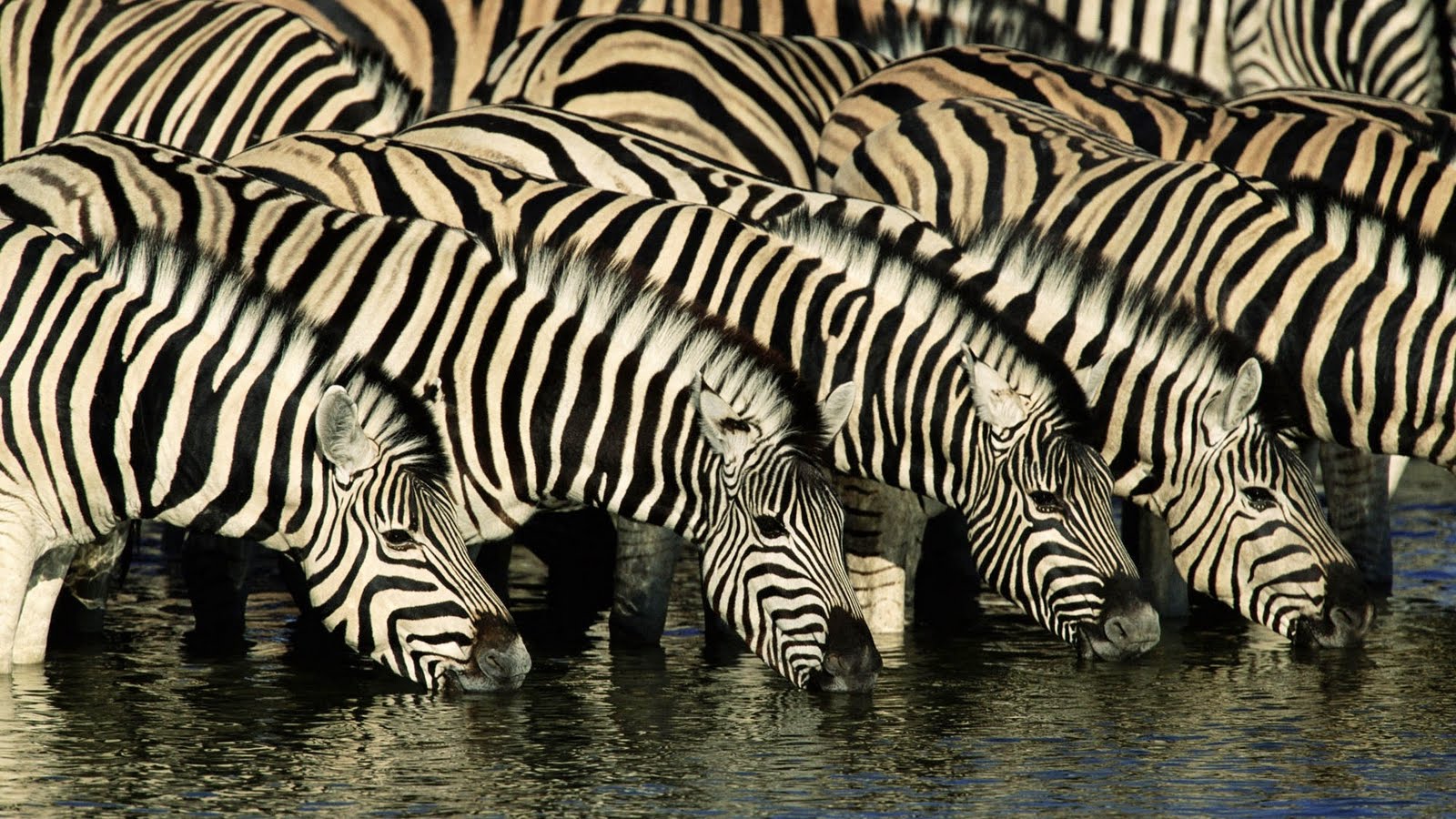 1600x900 Zebra Wallpapers|Zebra Images|Zebra Photos|Zebra Pictures | Beautiful Cool  Wallpapers Wallpaper