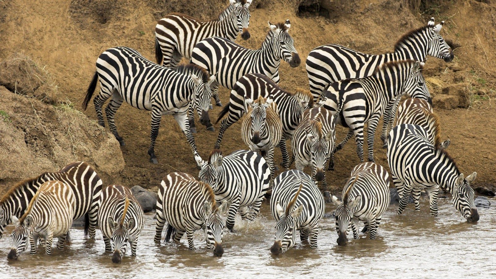 1600x900 Wallpapersity: Zebras drinking near a river wallpaper Wallpaper