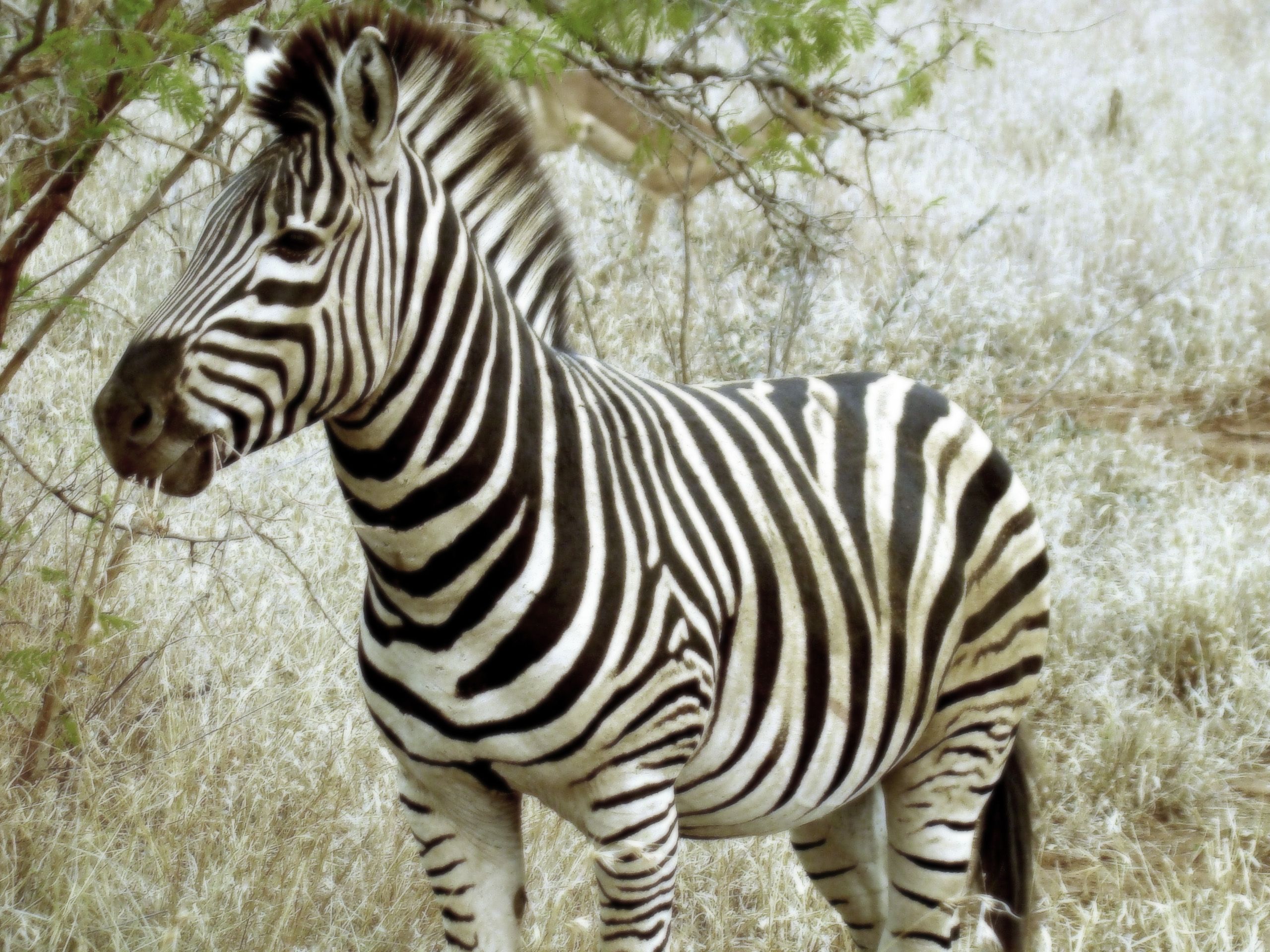 2560x1920 zebras cute - Clip Art Library Wallpaper