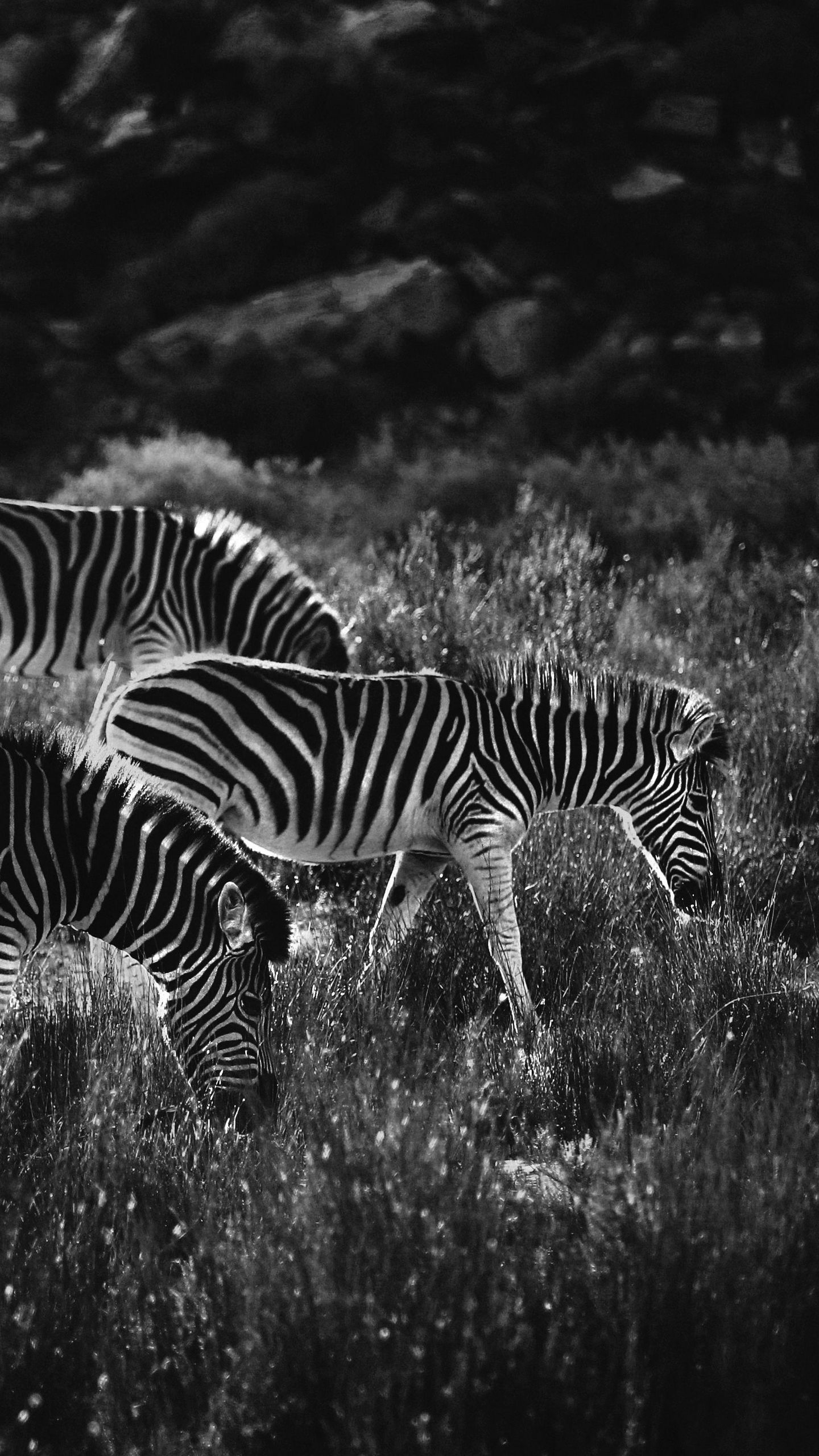 1440x2560 Download wallpaper 1440x2560 zebras, zebra, bw, animals qhd samsung galaxy  s6, s7, edge, note, lg g4 hd background Wallpaper