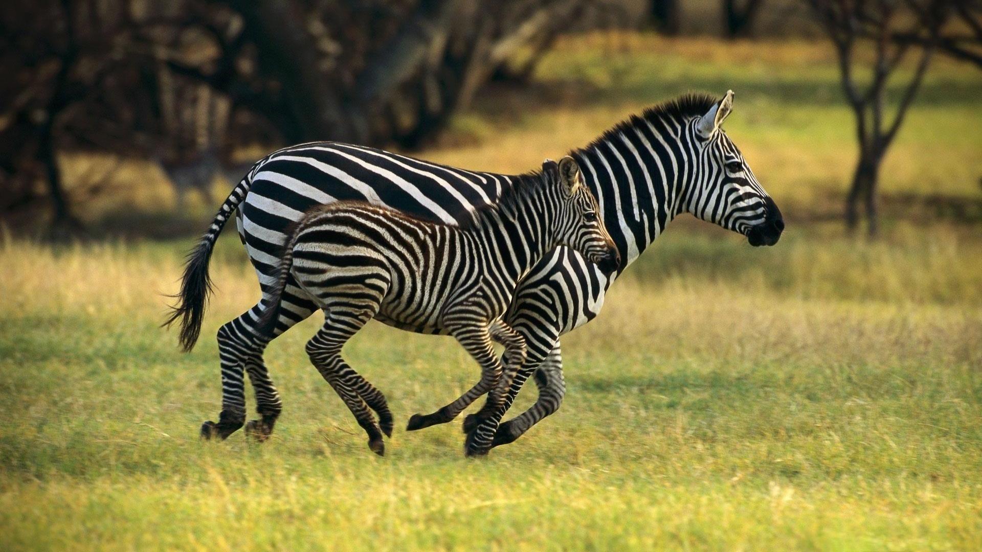 1920x1080 Zebra. Live animal wallpapers for Android - APK Download Wallpaper