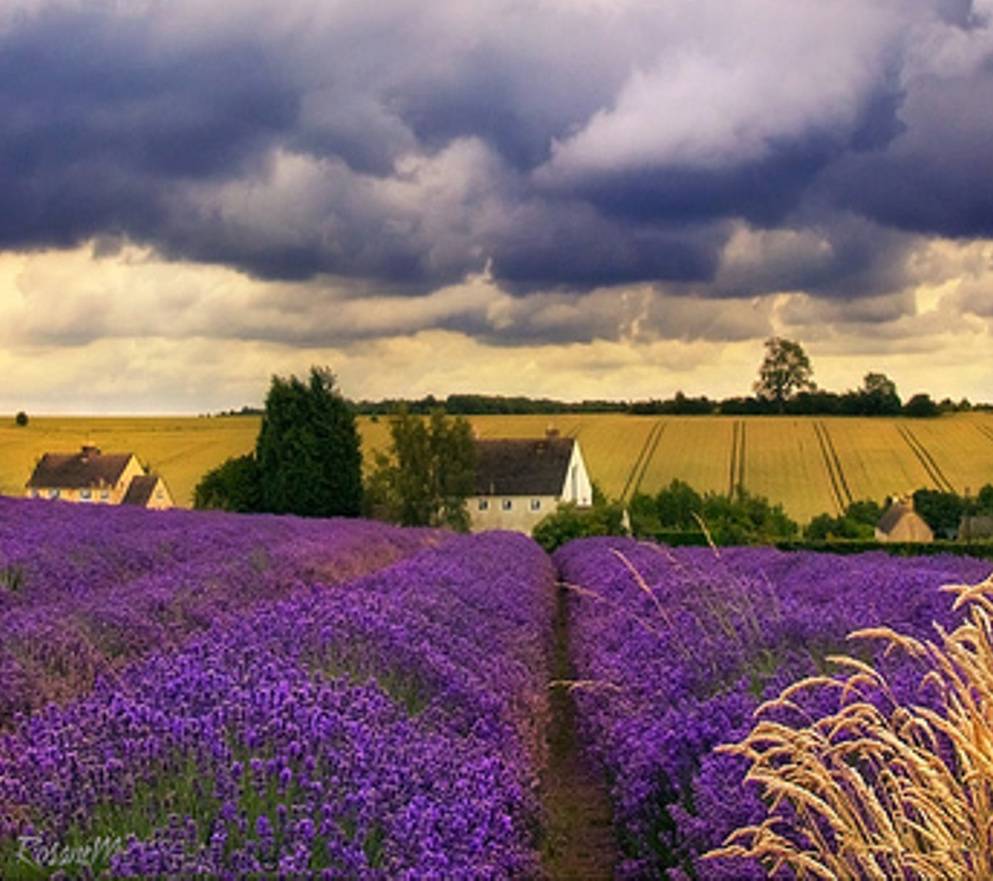 Lavender Fields Clouds Wallpapers - 4k, HD Lavender Fields Clouds ...