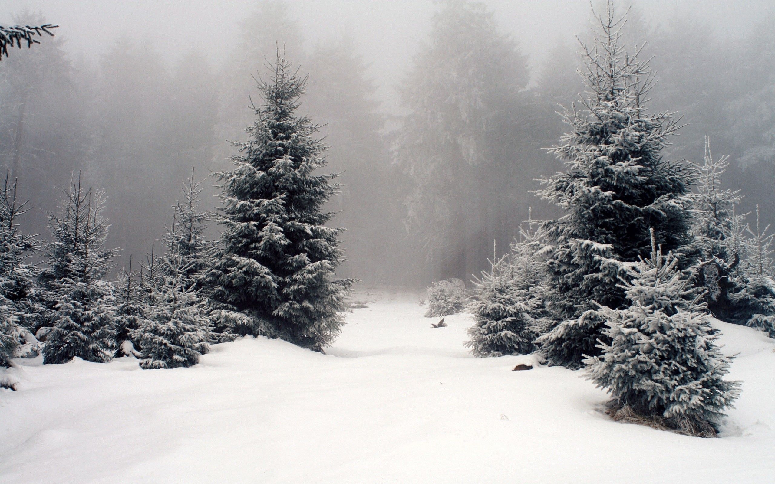 2560x1600 Snow Trees & Foggy wallpaper. 