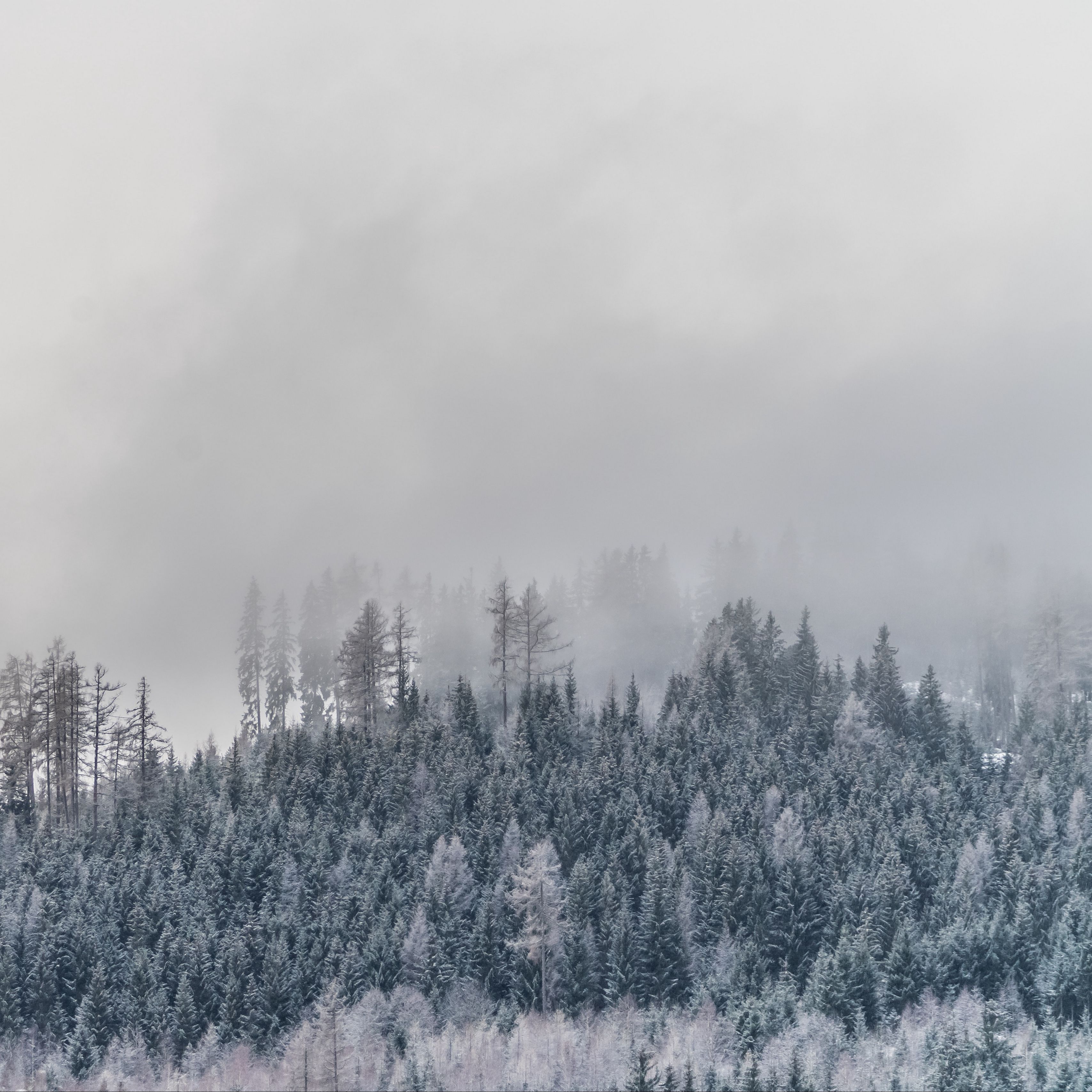 Foggy Snow Wallpapers - 4k, Hd Foggy Snow Backgrounds On Wallpaperbat