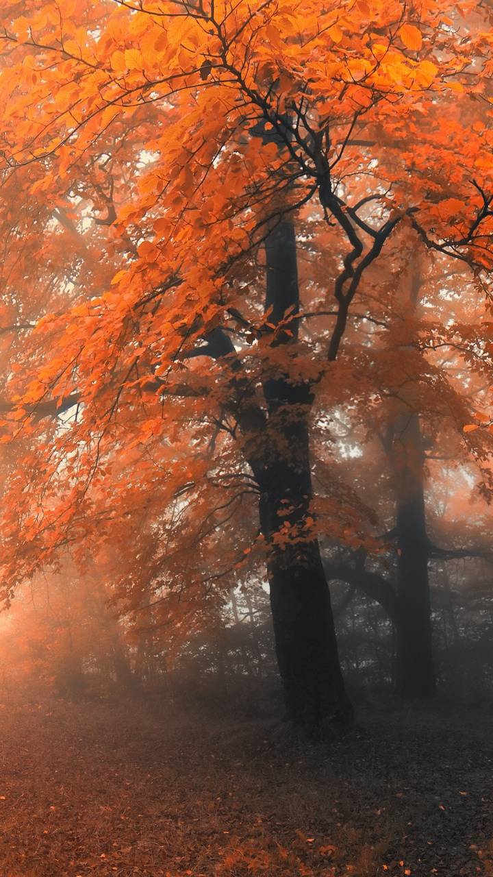 Foggy Autumn Wallpapers - 4k, HD Foggy Autumn Backgrounds on WallpaperBat